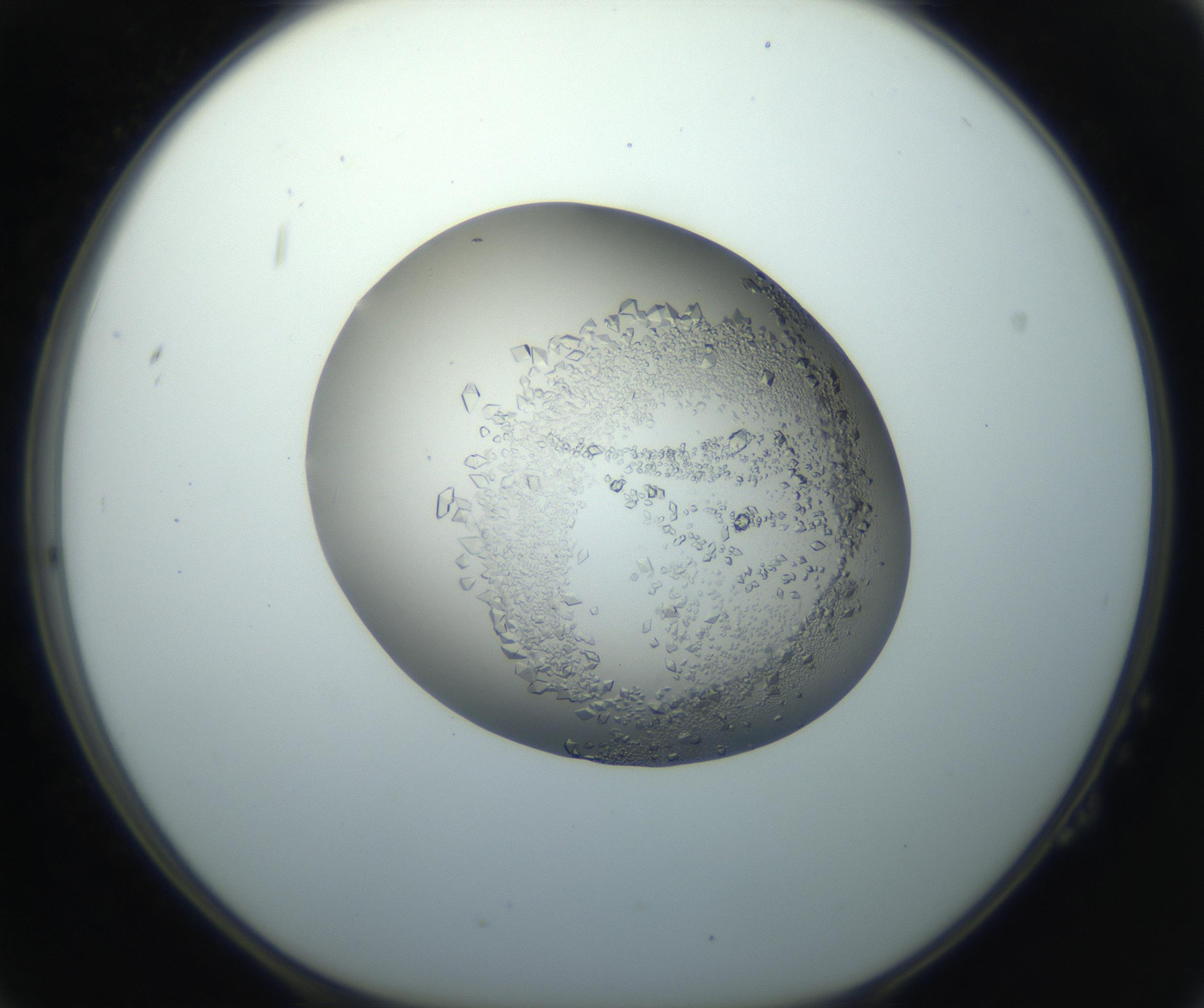 RI01_03_000_0212_Proj1_Clon1_MC_0000MC102862_002_161007_02_02_01_00_99_002_001_RAI.jpg