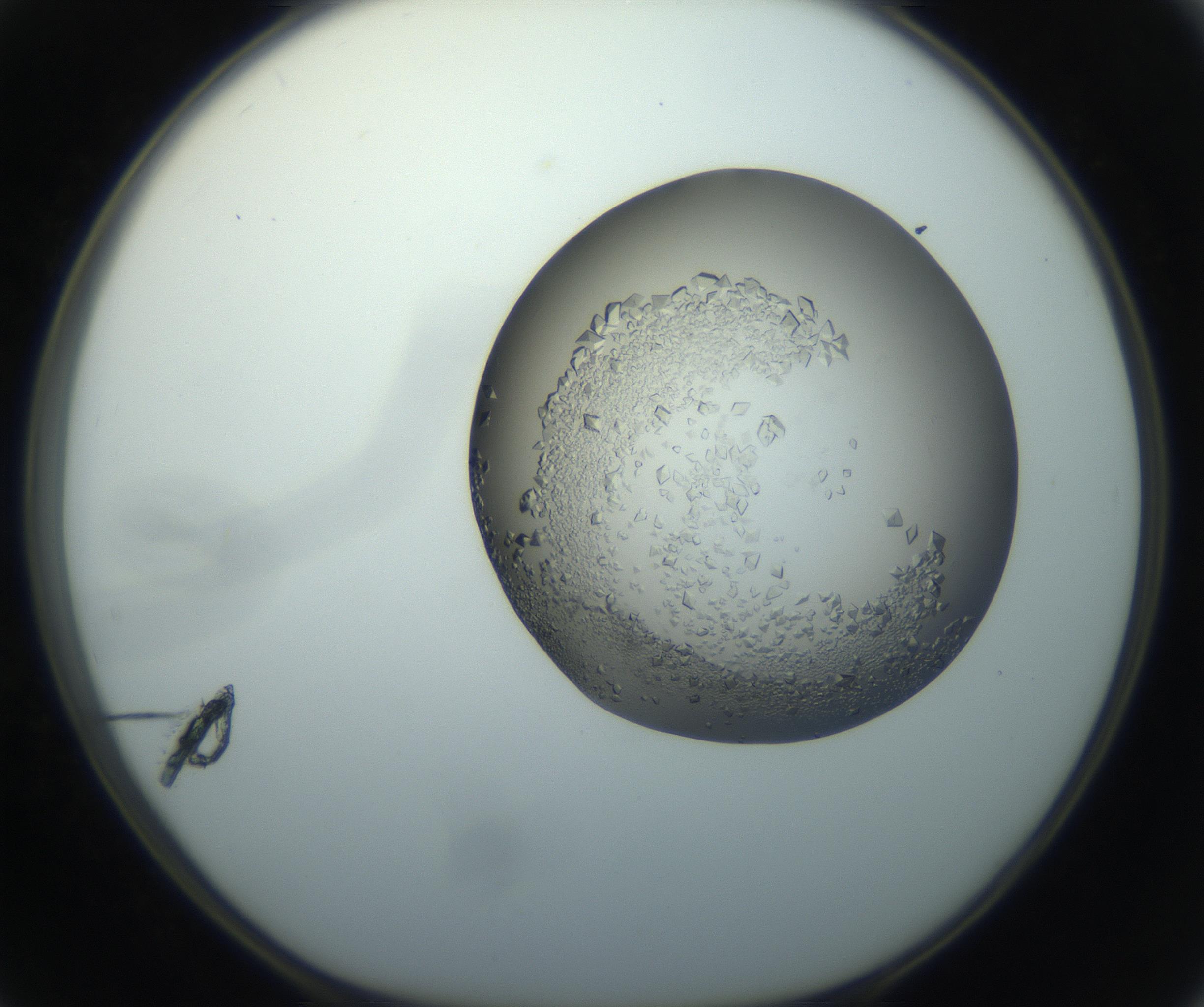 RI01_03_000_0212_Proj1_Clon1_MC_0000MC102862_002_161007_02_05_01_00_99_002_001_RAI.jpg