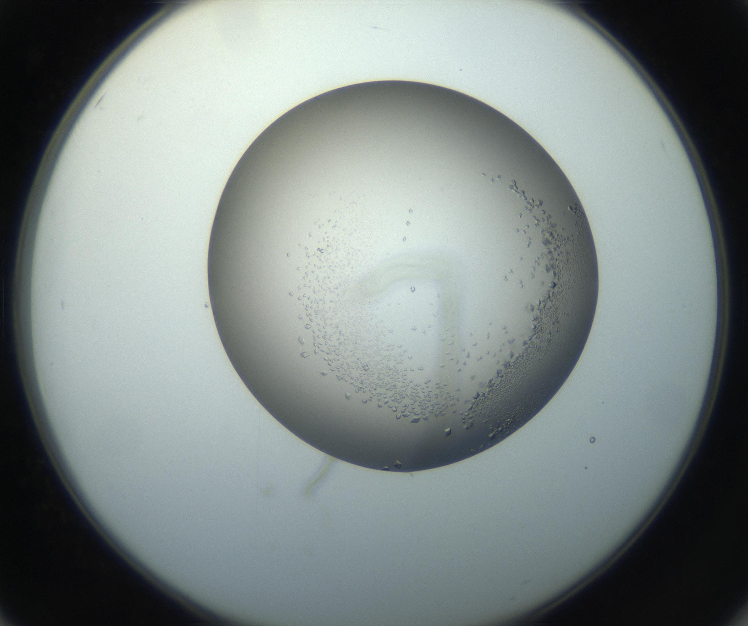 RI01_03_000_0212_Proj1_Clon1_MC_0000MC102862_002_161007_02_05_02_00_99_002_001_RAI.jpg