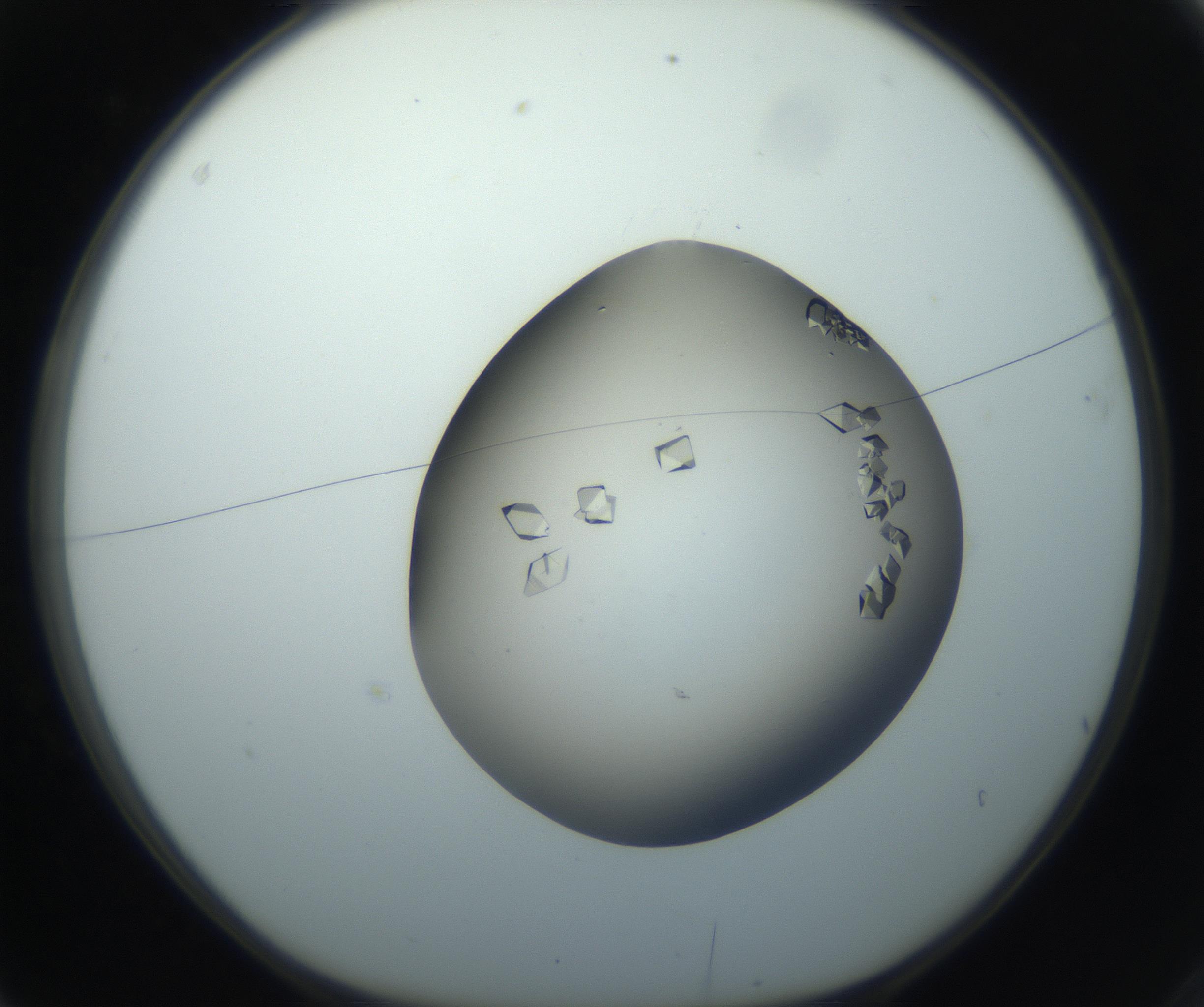 RI01_03_000_0212_Proj1_Clon1_MC_0000MC102862_002_161007_03_01_01_00_99_002_001_RAI.jpg