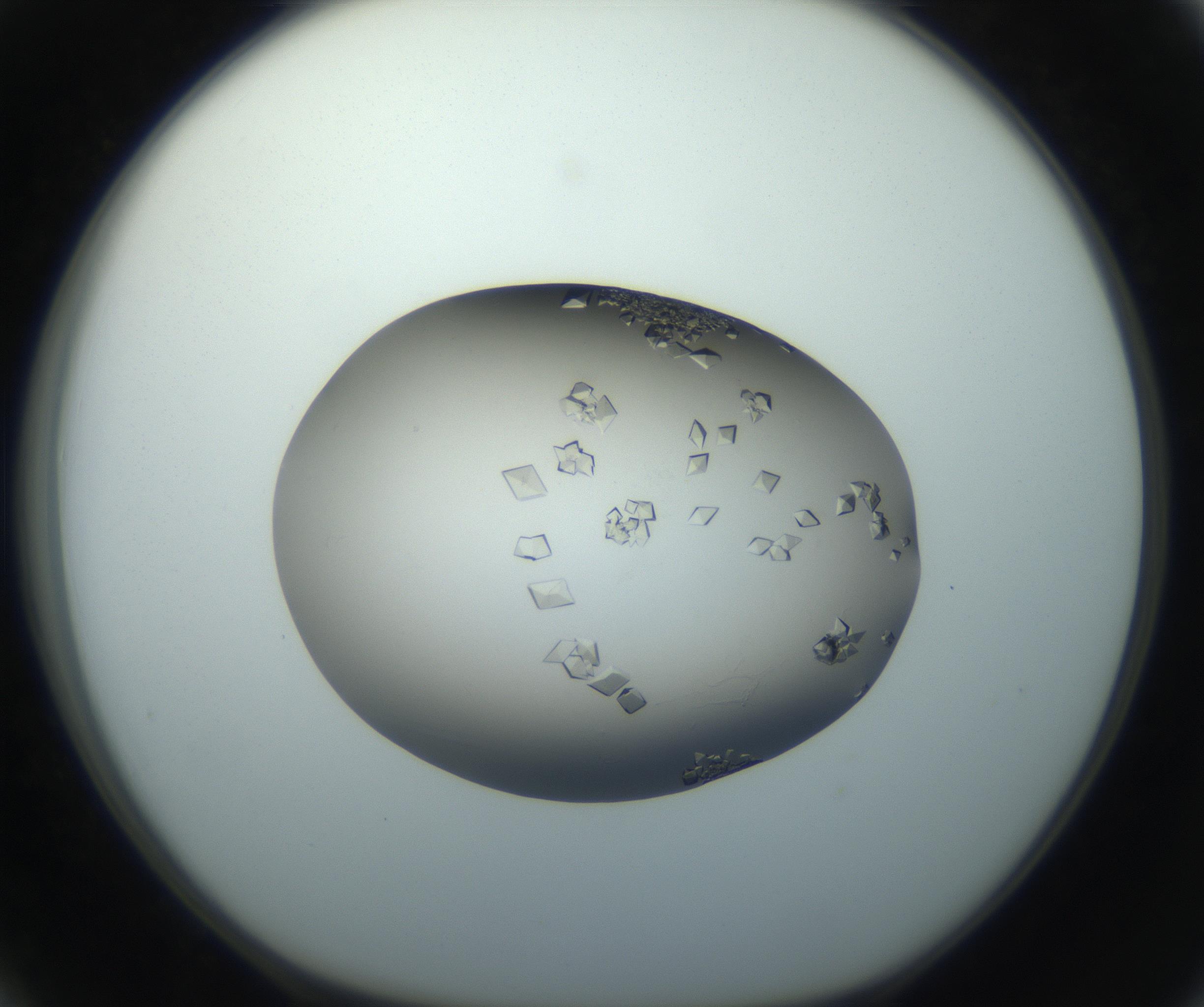 RI01_03_000_0212_Proj1_Clon1_MC_0000MC102862_002_161007_03_03_01_00_99_002_001_RAI.jpg