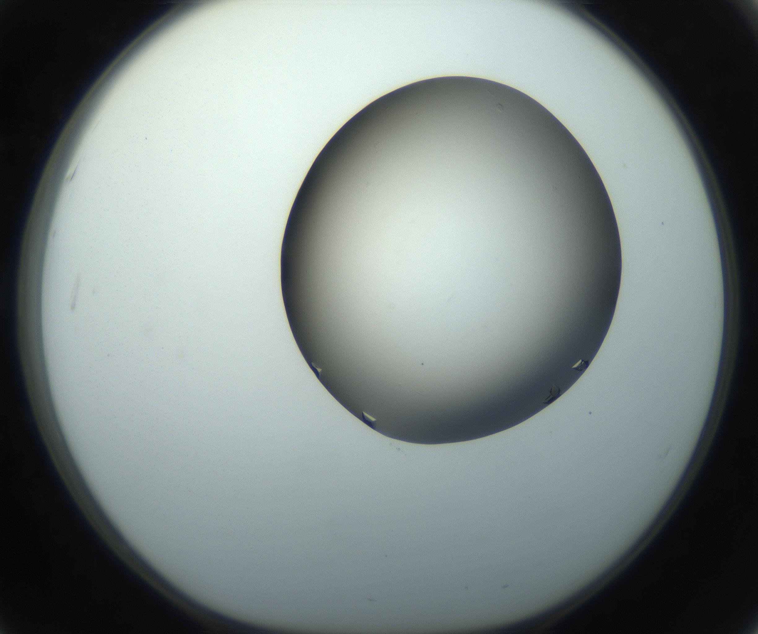 RI01_03_000_0212_Proj1_Clon1_MC_0000MC102862_002_161007_03_05_01_00_99_002_001_RAI.jpg