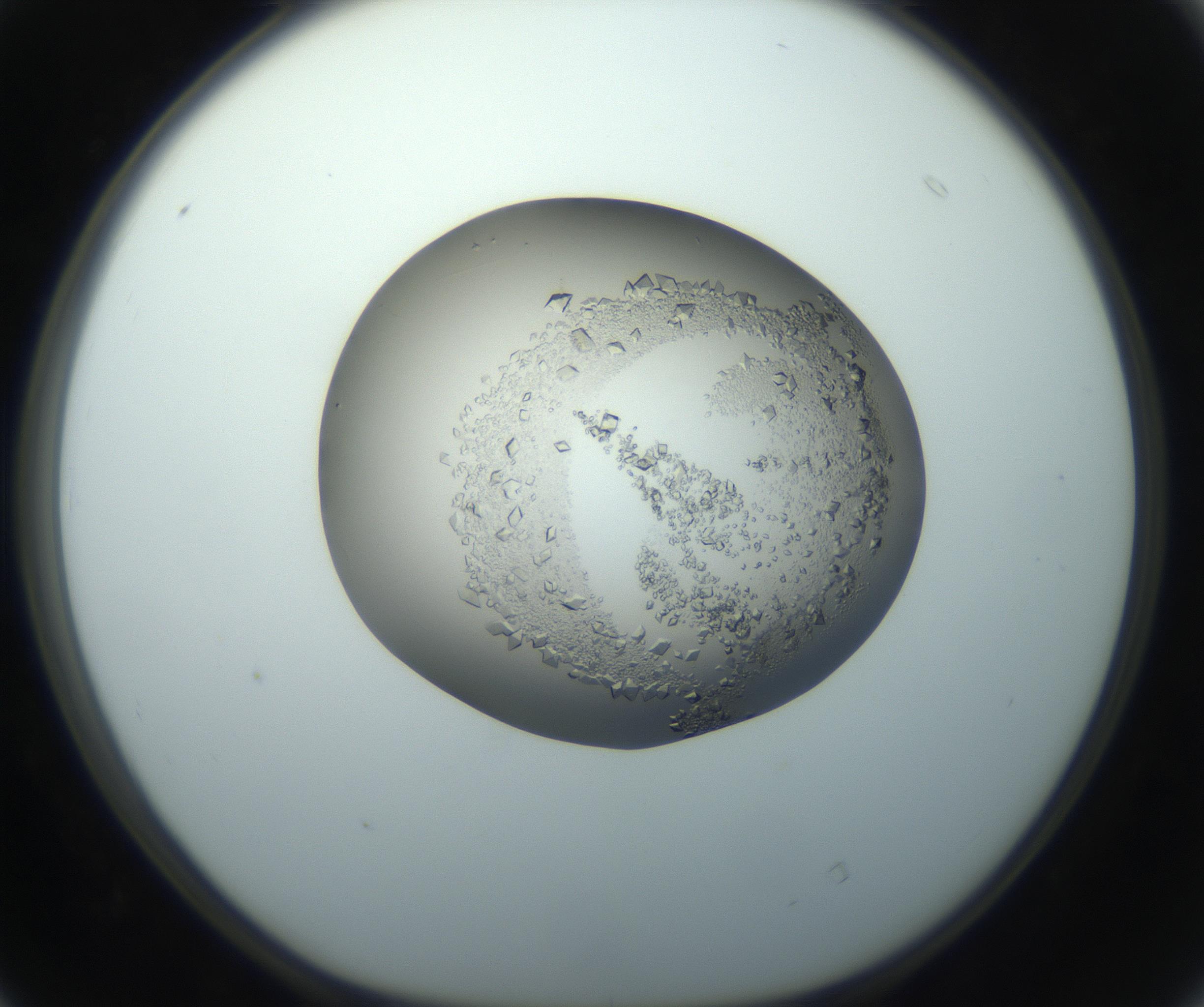 RI01_03_000_0212_Proj1_Clon1_MC_0000MC102862_002_161007_04_04_01_00_99_002_001_RAI.jpg