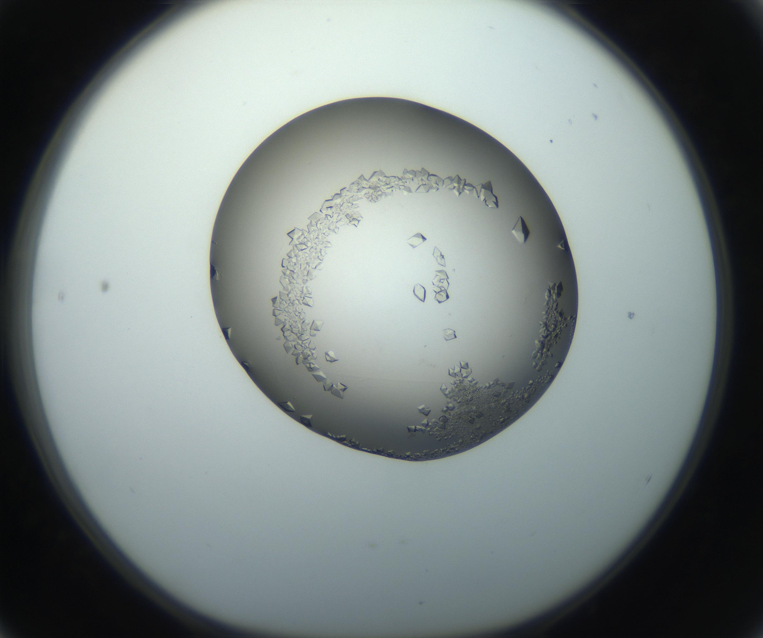 RI01_03_000_0212_Proj1_Clon1_MC_0000MC102862_002_161007_04_05_01_00_99_002_001_RAI.jpg