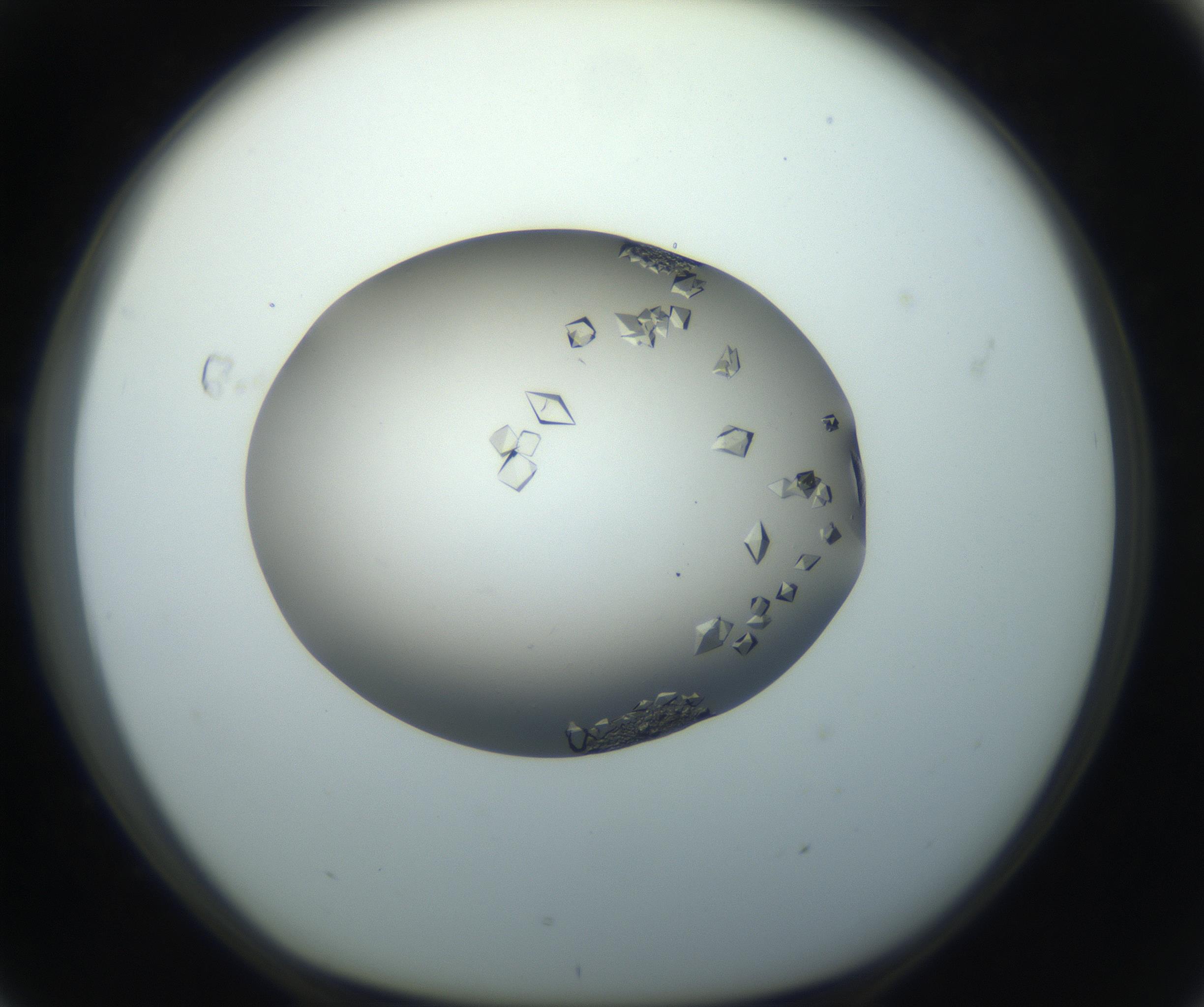 RI01_03_000_0212_Proj1_Clon1_MC_0000MC102862_002_161007_04_07_01_00_99_002_001_RAI.jpg