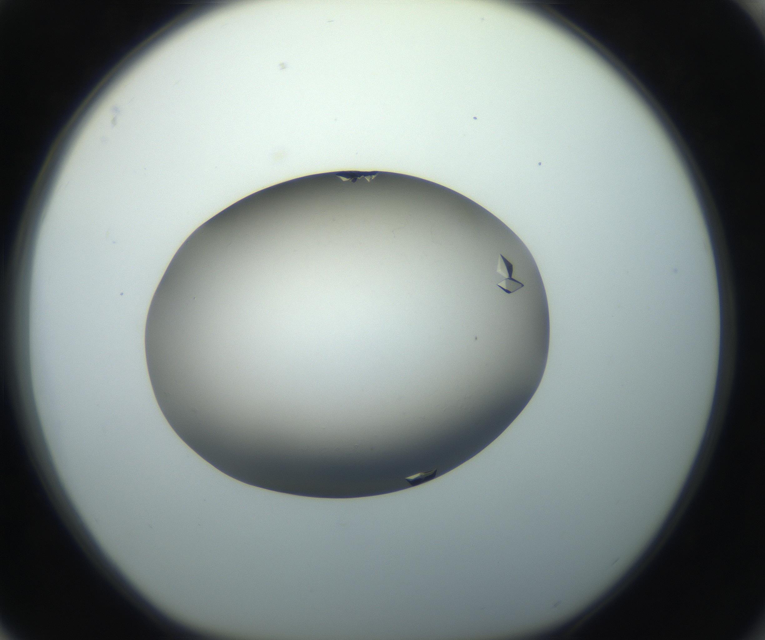 RI01_03_000_0212_Proj1_Clon1_MC_0000MC102862_002_161007_04_08_01_00_99_002_001_RAI.jpg