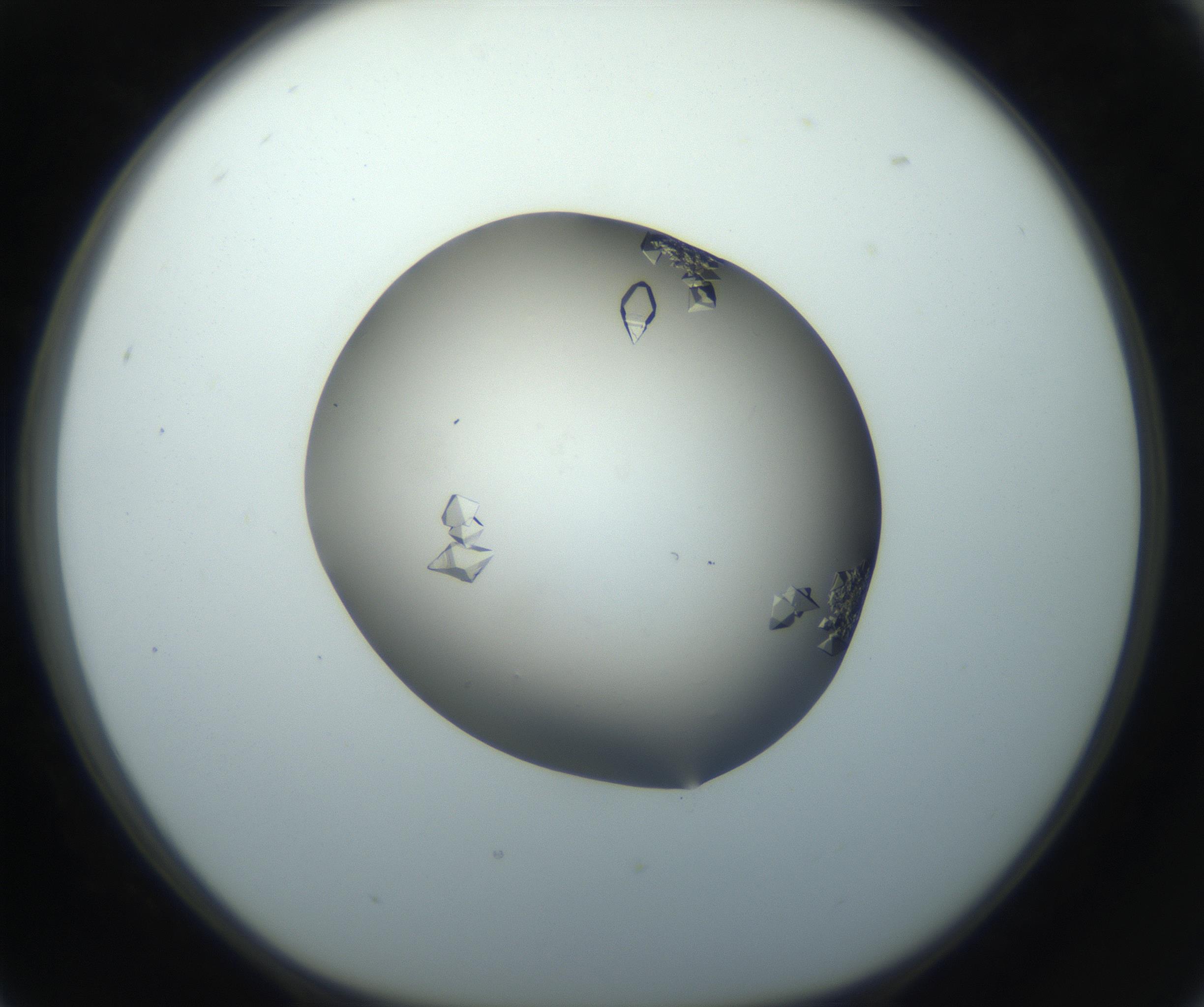 RI01_03_000_0212_Proj1_Clon1_MC_0000MC102862_002_161007_05_02_01_00_99_002_001_RAI.jpg