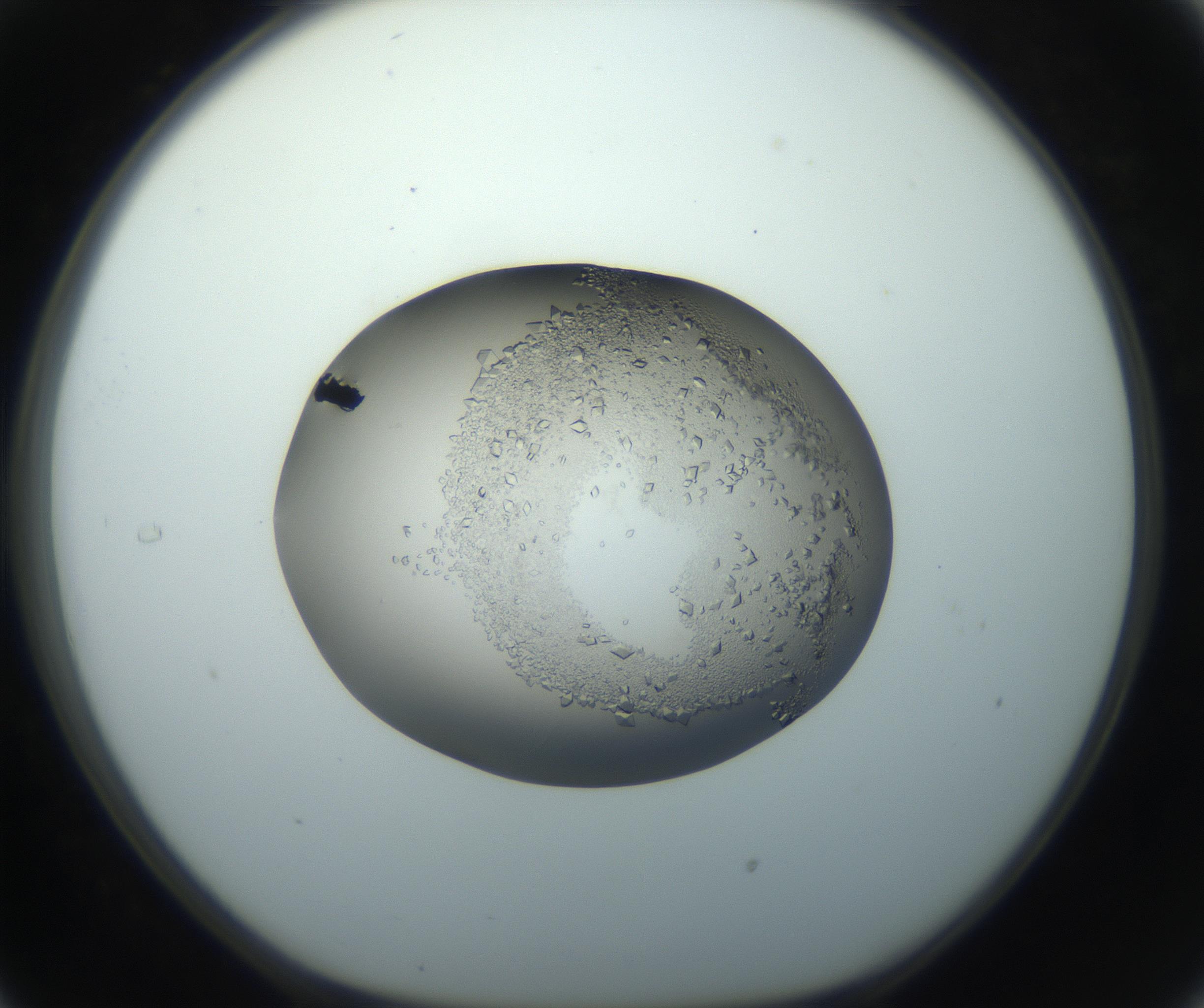 RI01_03_000_0212_Proj1_Clon1_MC_0000MC102862_002_161007_05_03_01_00_99_002_001_RAI.jpg