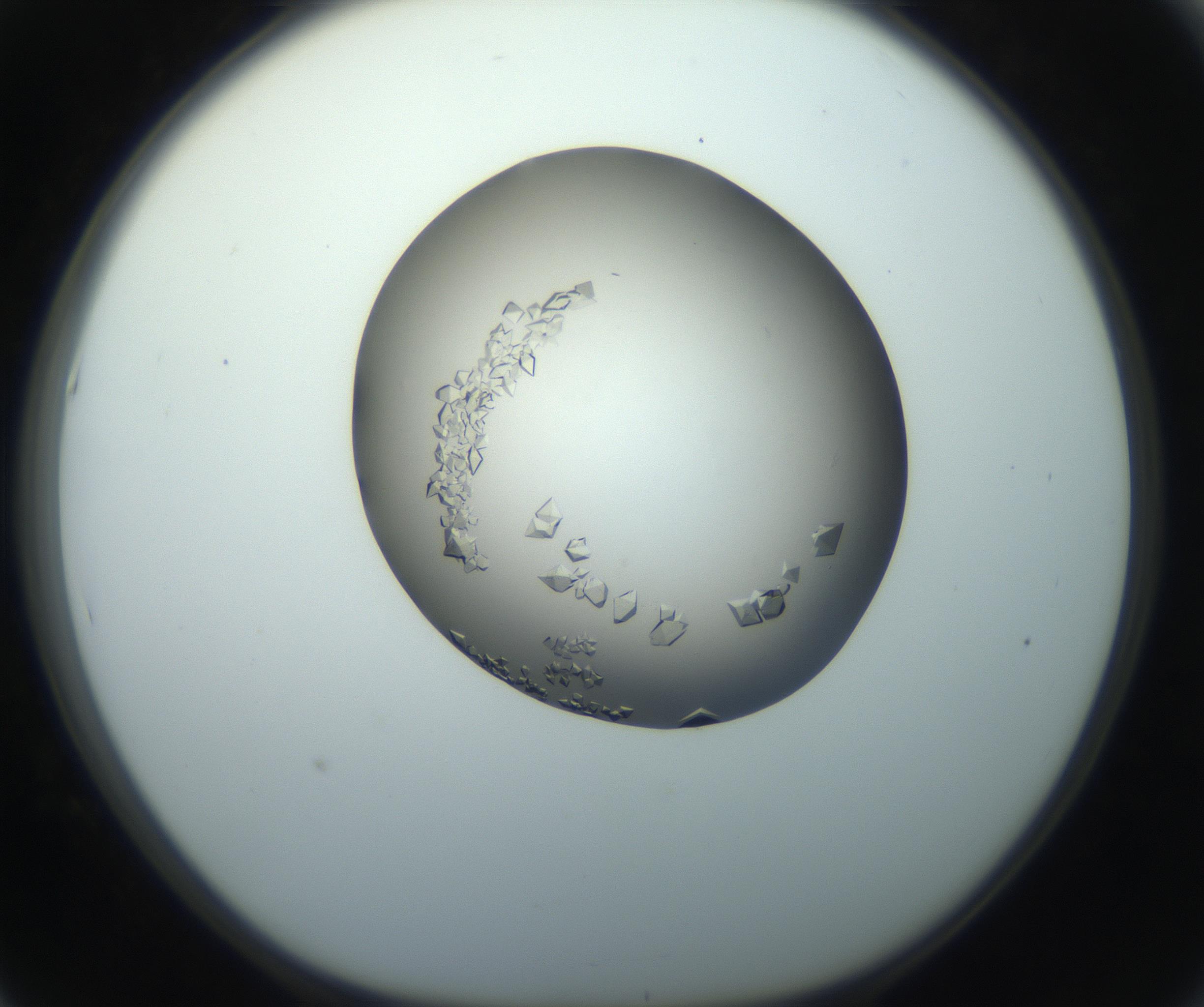 RI01_03_000_0212_Proj1_Clon1_MC_0000MC102862_002_161007_05_05_01_00_99_002_001_RAI.jpg