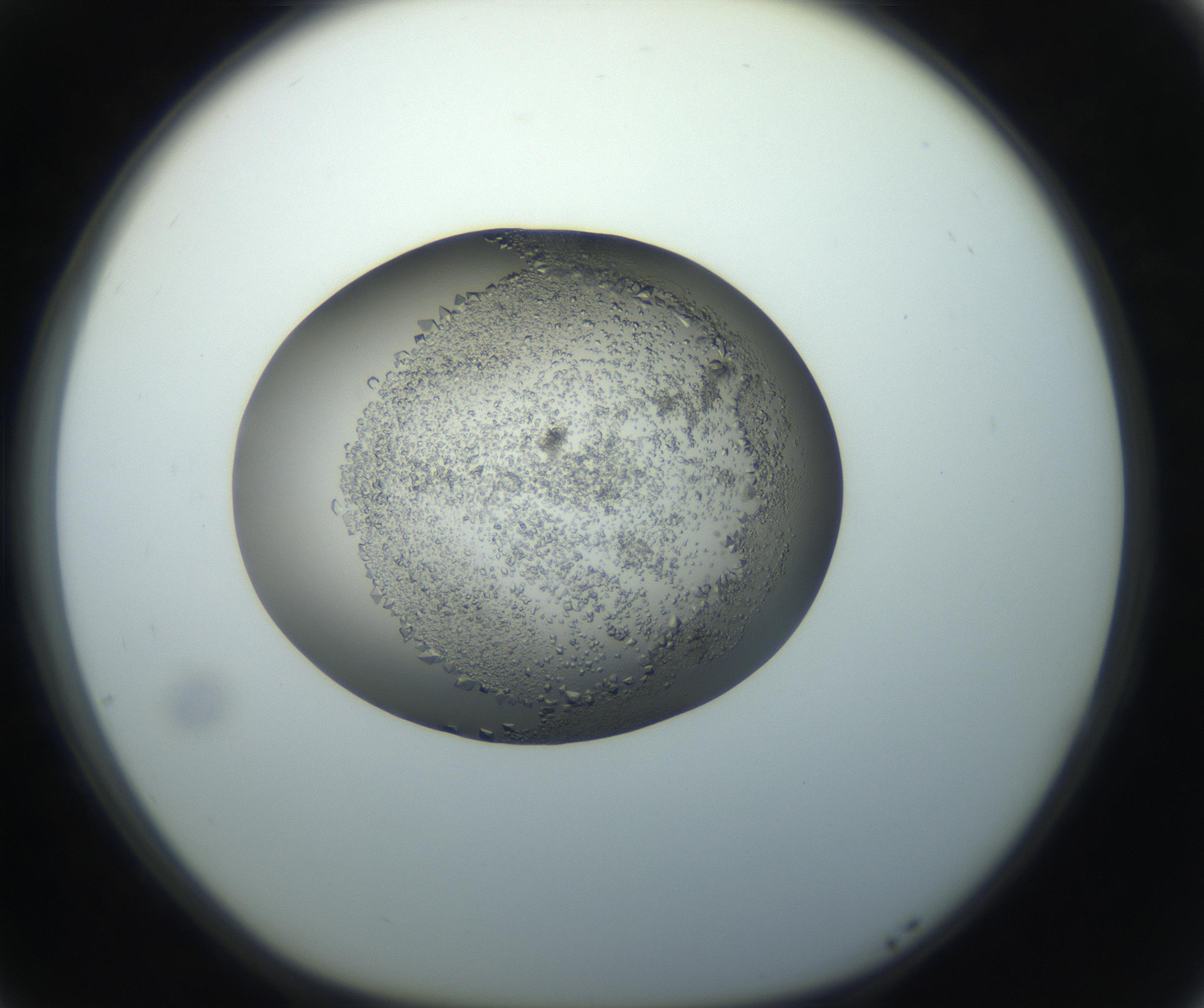 RI01_03_000_0212_Proj1_Clon1_MC_0000MC102862_002_161007_05_07_01_00_99_002_001_RAI.jpg
