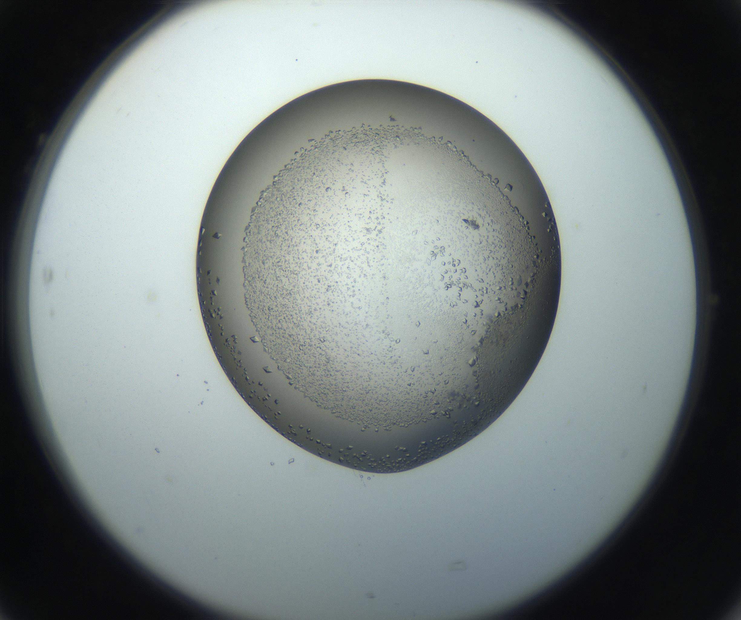 RI01_03_000_0212_Proj1_Clon1_MC_0000MC102862_002_161007_05_07_02_00_99_002_001_RAI.jpg