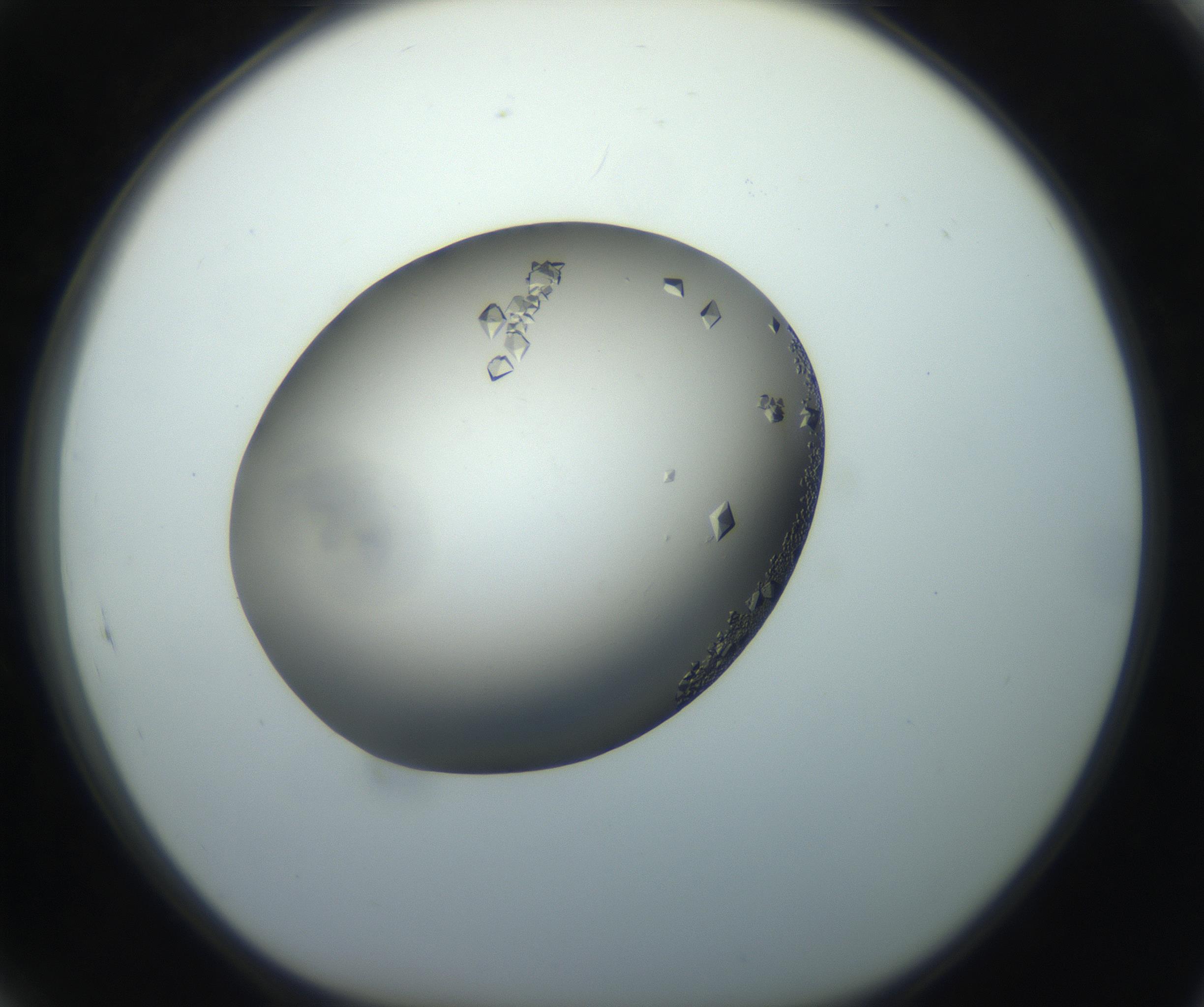 RI01_03_000_0212_Proj1_Clon1_MC_0000MC102862_002_161007_05_08_01_00_99_002_001_RAI.jpg