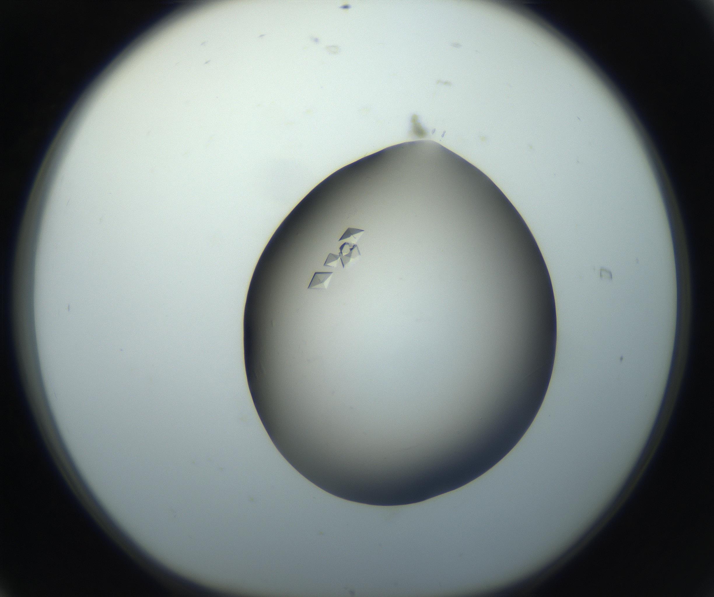 RI01_03_000_0212_Proj1_Clon1_MC_0000MC102862_002_161007_06_01_01_00_99_002_001_RAI.jpg