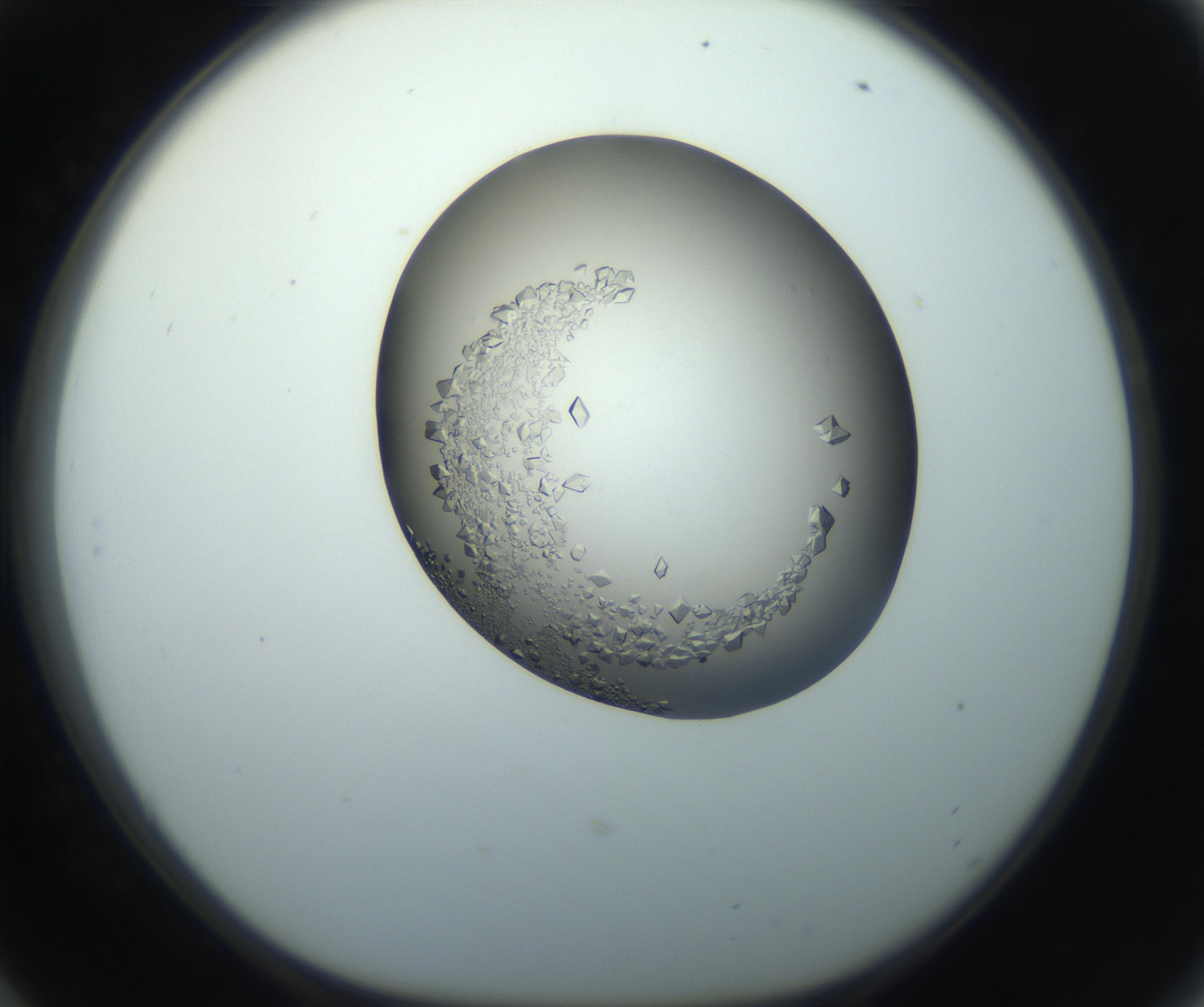 RI01_03_000_0212_Proj1_Clon1_MC_0000MC102862_002_161007_06_05_01_00_99_002_001_RAI.jpg