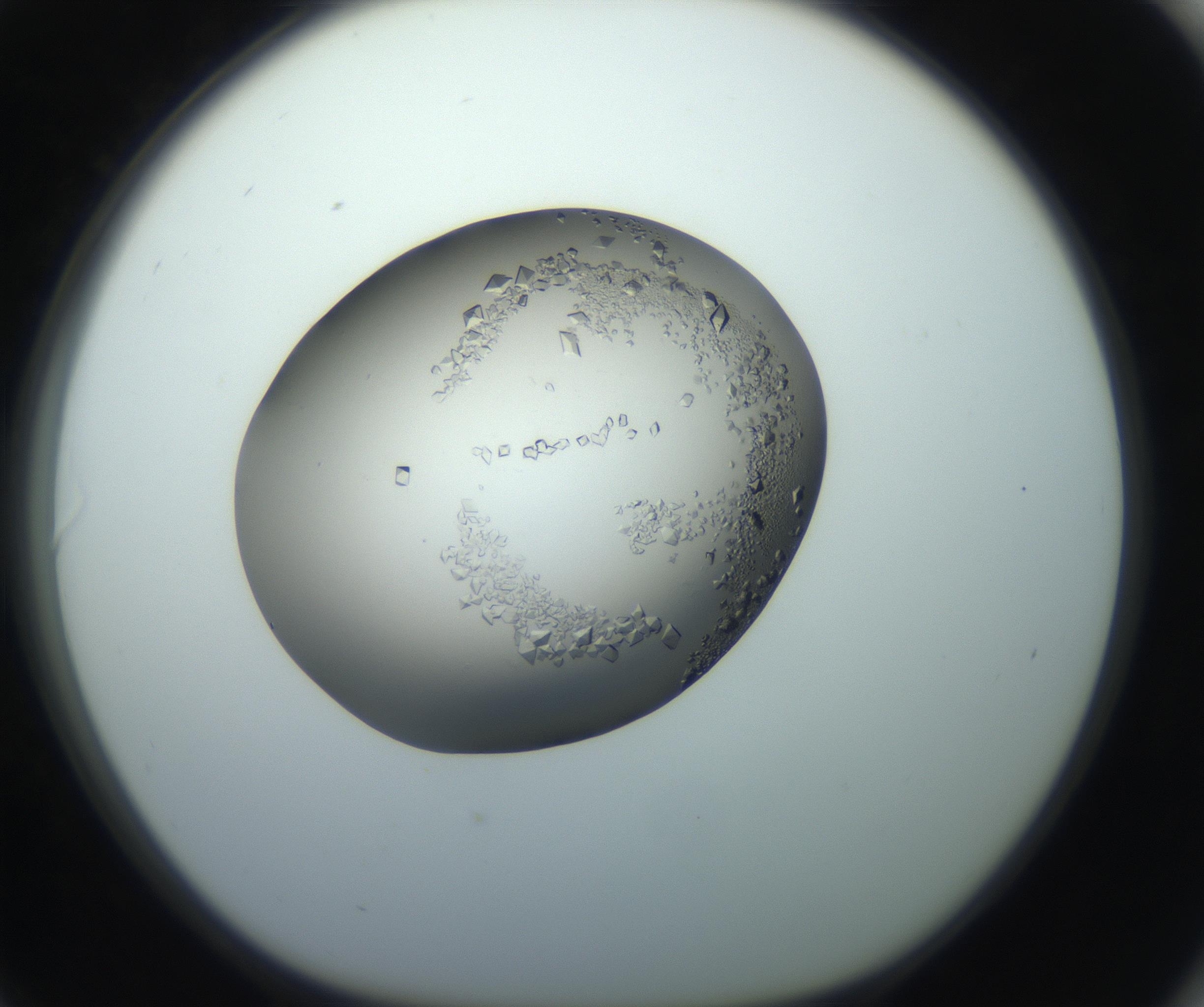 RI01_03_000_0212_Proj1_Clon1_MC_0000MC102862_002_161007_06_08_01_00_99_002_001_RAI.jpg