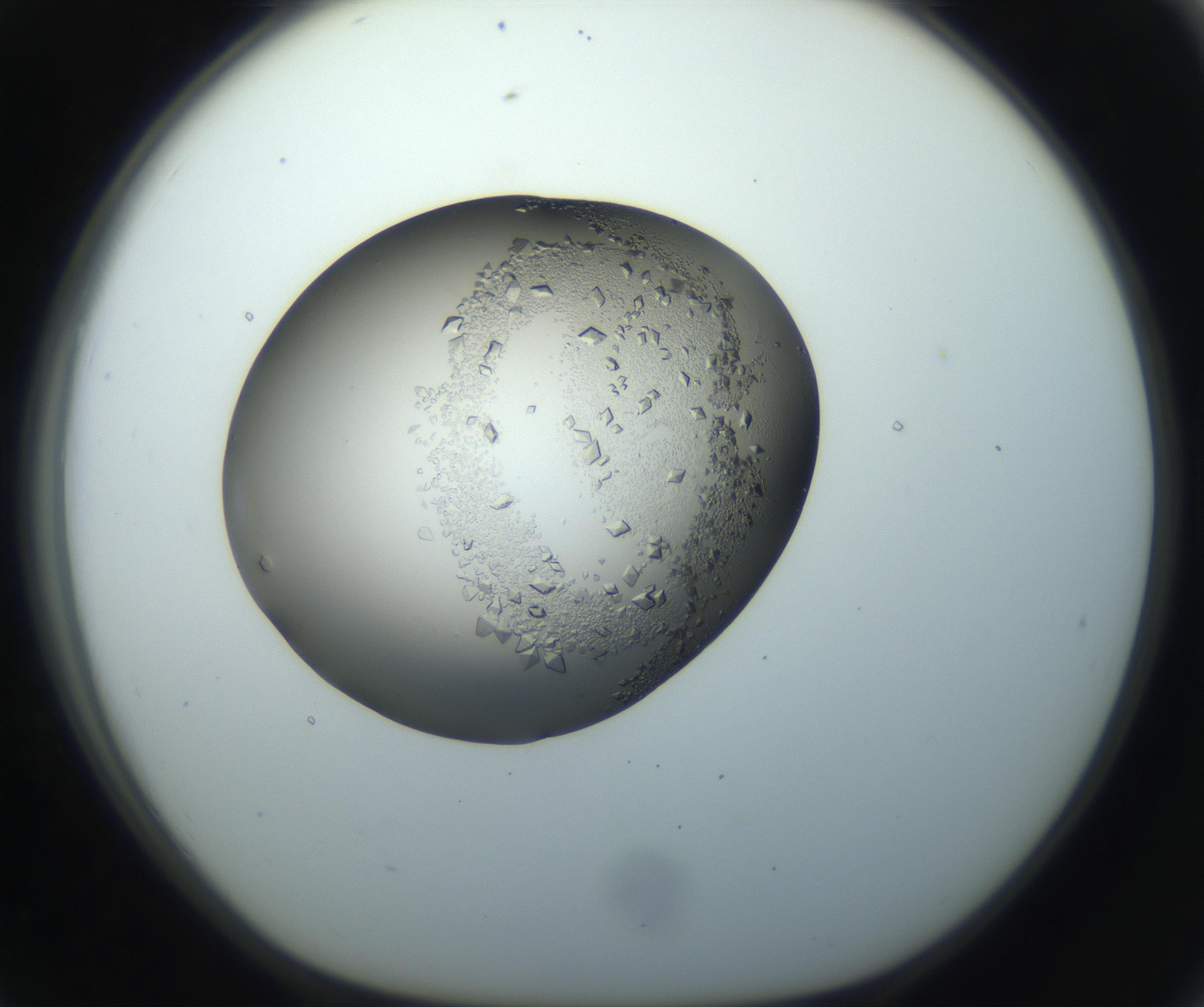 RI01_03_000_0212_Proj1_Clon1_MC_0000MC102862_002_161007_07_07_01_00_99_002_001_RAI.jpg