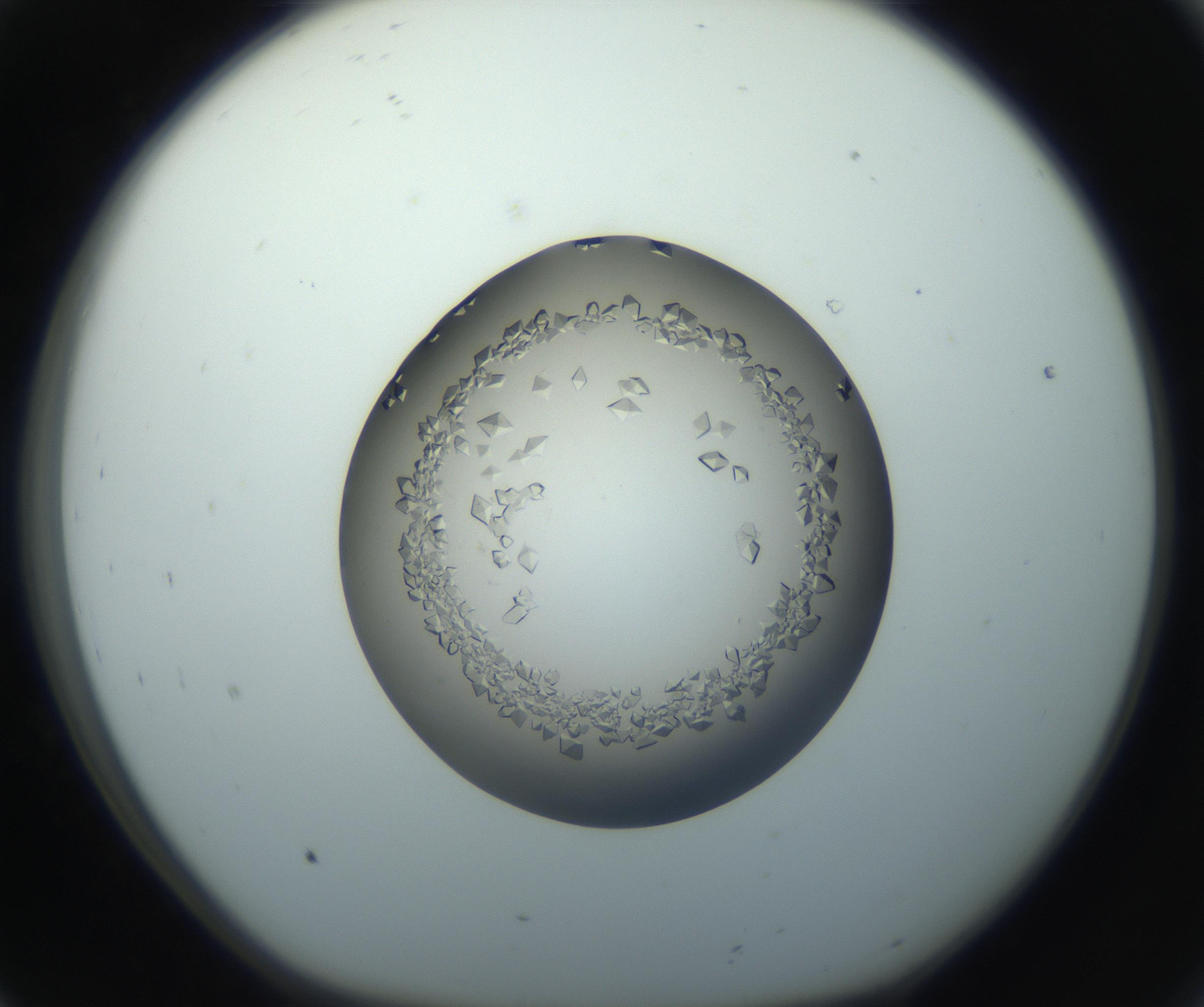 RI01_03_000_0212_Proj1_Clon1_MC_0000MC102862_002_161007_08_01_01_00_99_002_001_RAI.jpg