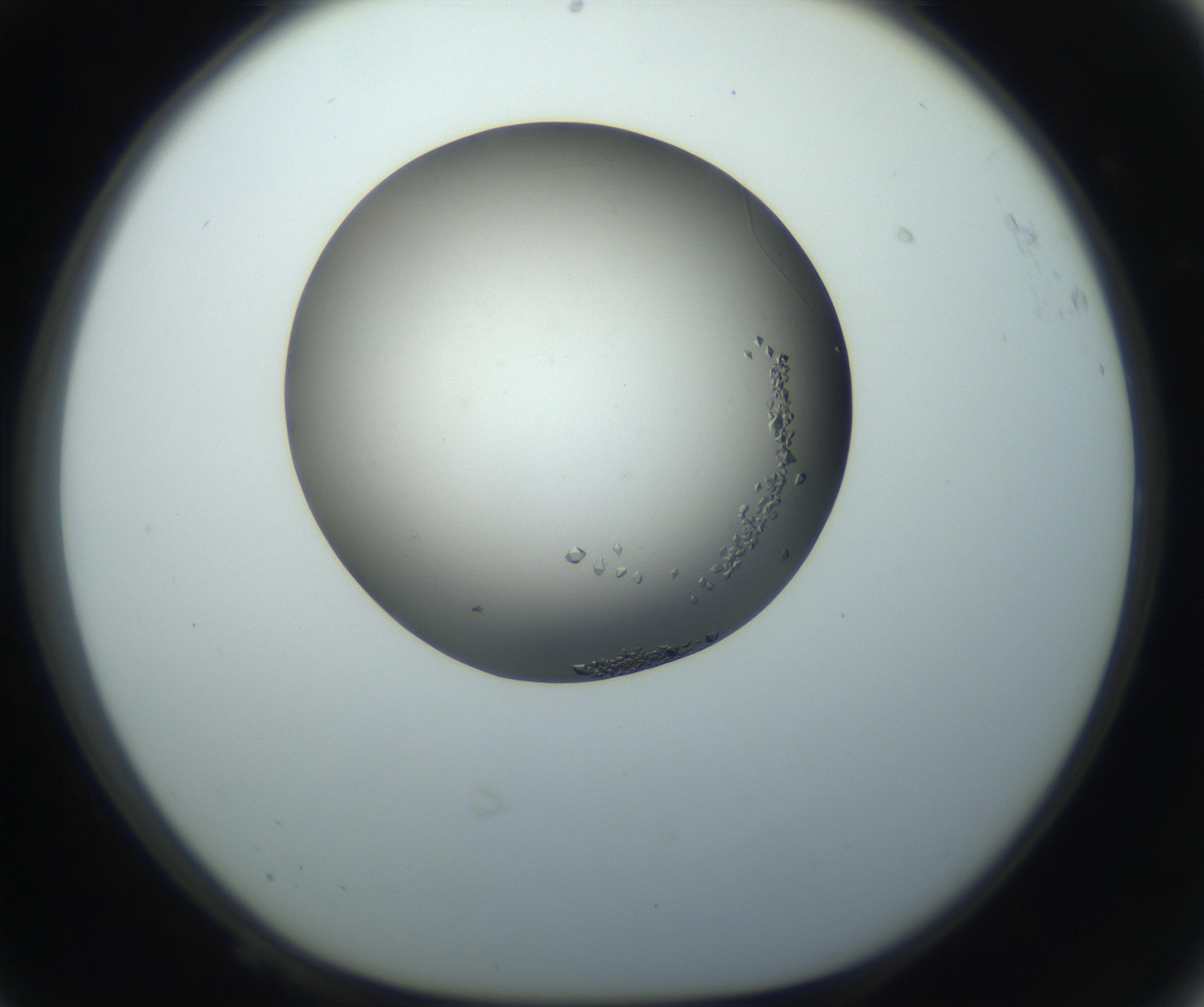 RI01_03_000_0212_Proj1_Clon1_MC_0000MC102862_002_161007_08_06_01_00_99_002_001_RAI.jpg