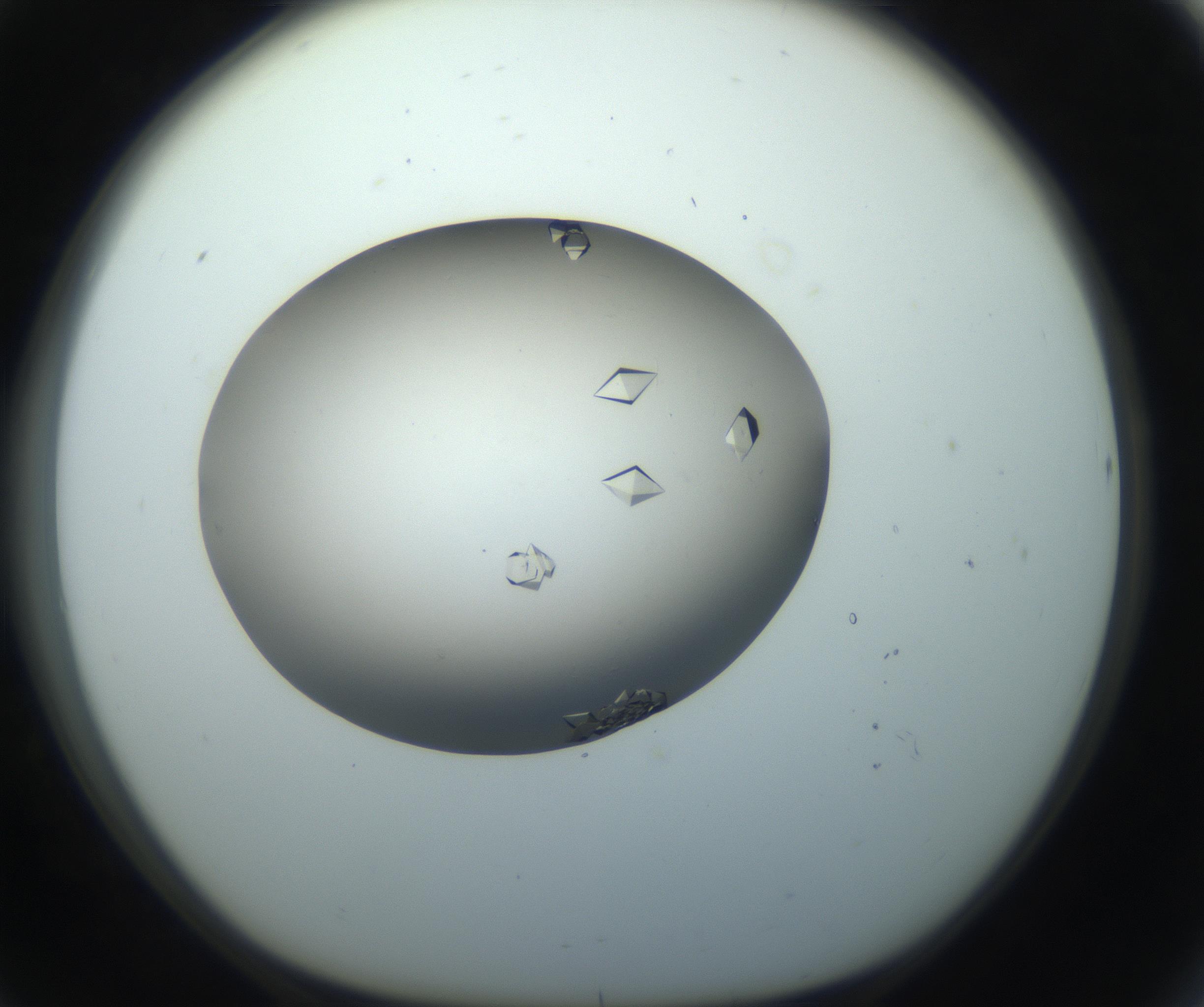 RI01_03_000_0212_Proj1_Clon1_MC_0000MC102862_002_161007_08_07_01_00_99_002_001_RAI.jpg