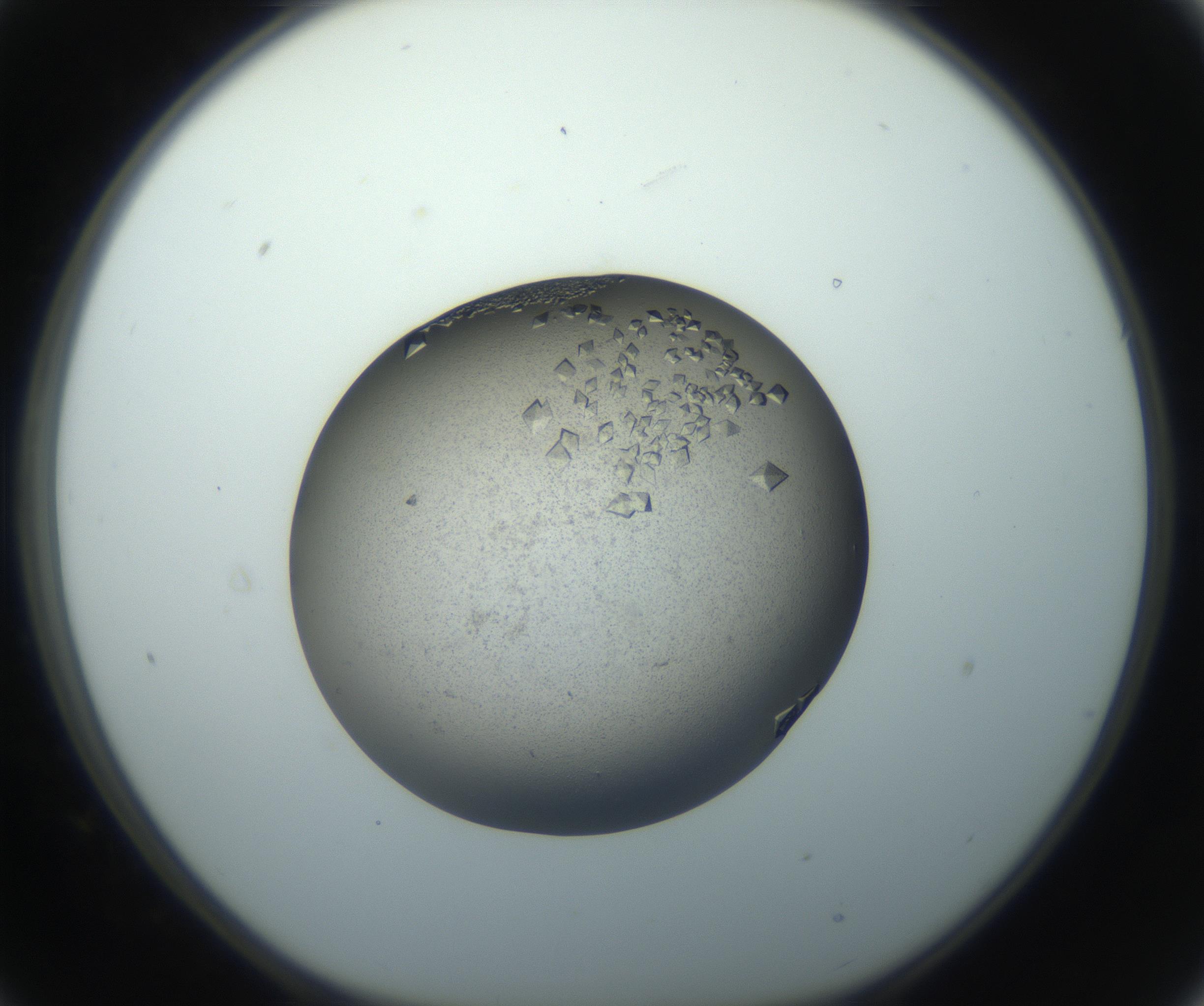 RI01_03_000_0212_Proj1_Clon1_MC_0000MC102862_002_161007_09_02_01_00_99_002_001_RAI.jpg