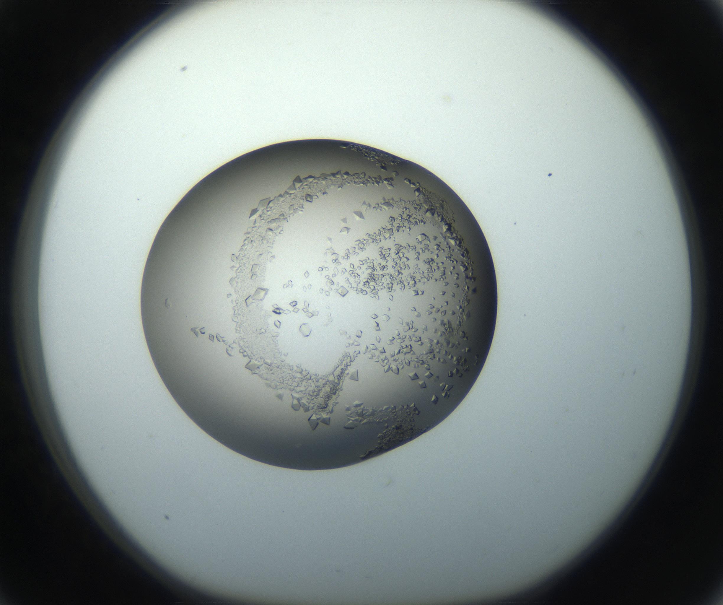 RI01_03_000_0212_Proj1_Clon1_MC_0000MC102862_002_161007_09_03_01_00_99_002_001_RAI.jpg