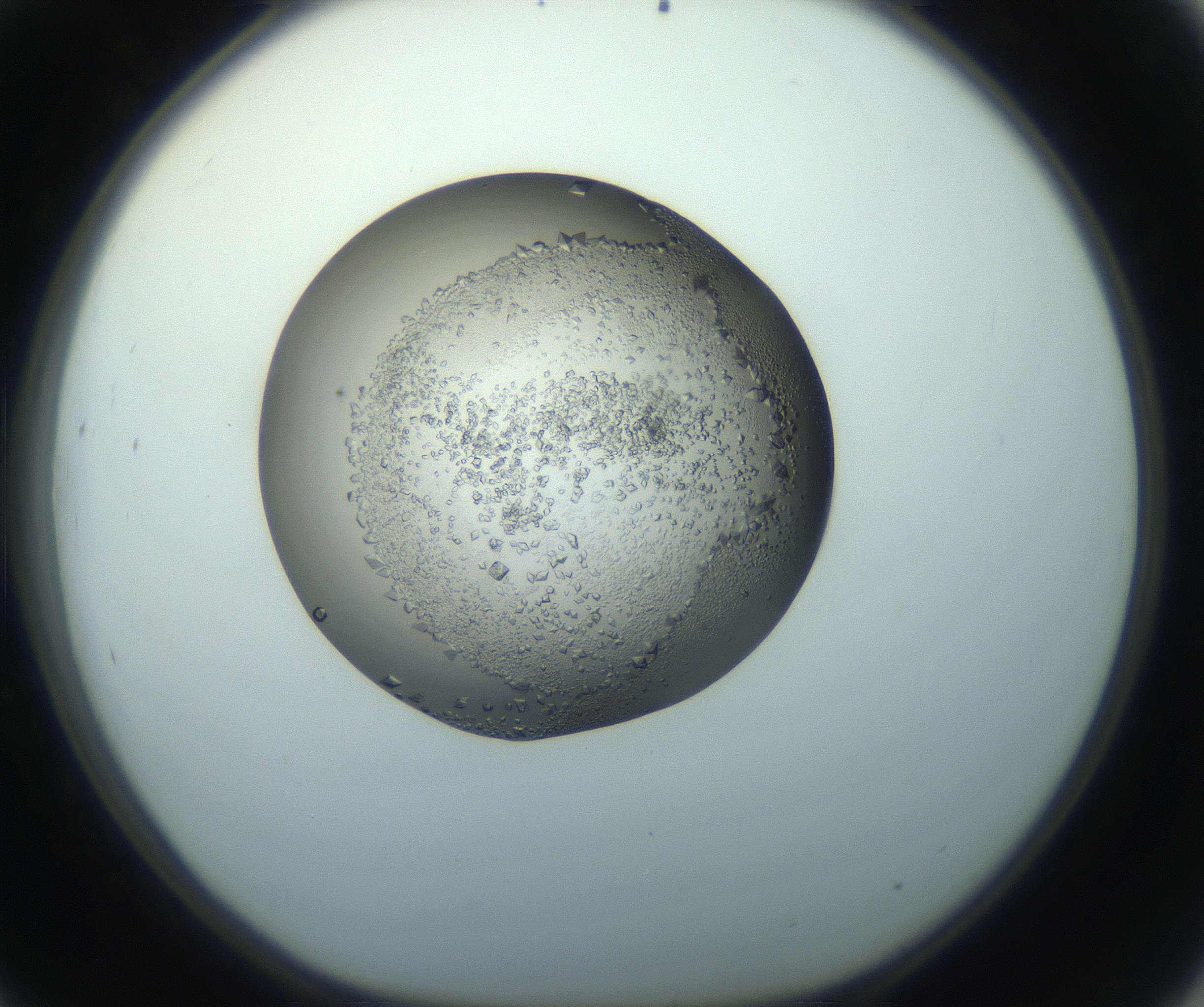 RI01_03_000_0212_Proj1_Clon1_MC_0000MC102862_002_161007_09_04_01_00_99_002_001_RAI.jpg