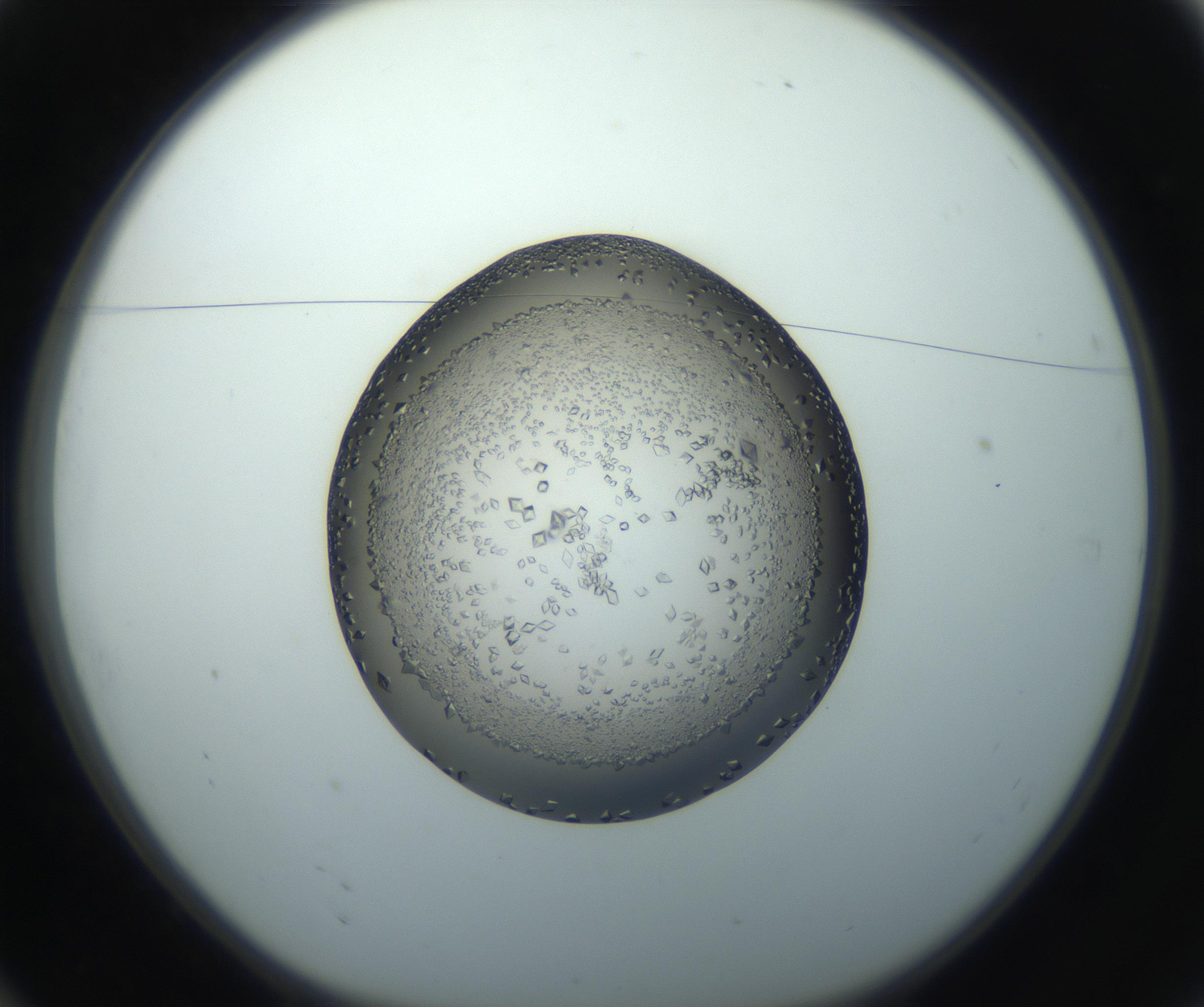 RI01_03_000_0212_Proj1_Clon1_MC_0000MC102862_002_161007_10_01_01_00_99_002_001_RAI.jpg