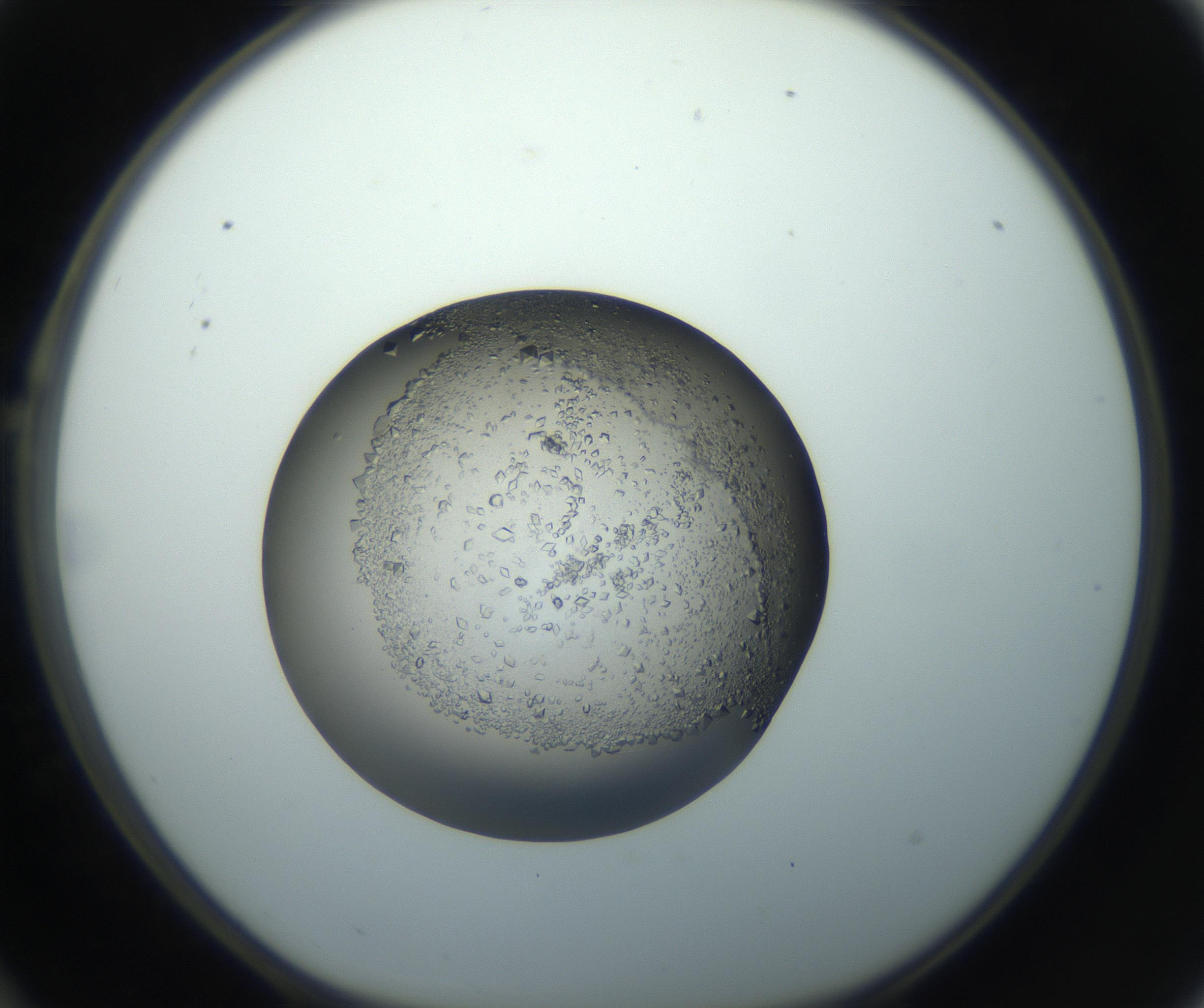RI01_03_000_0212_Proj1_Clon1_MC_0000MC102862_002_161007_10_02_01_00_99_002_001_RAI.jpg