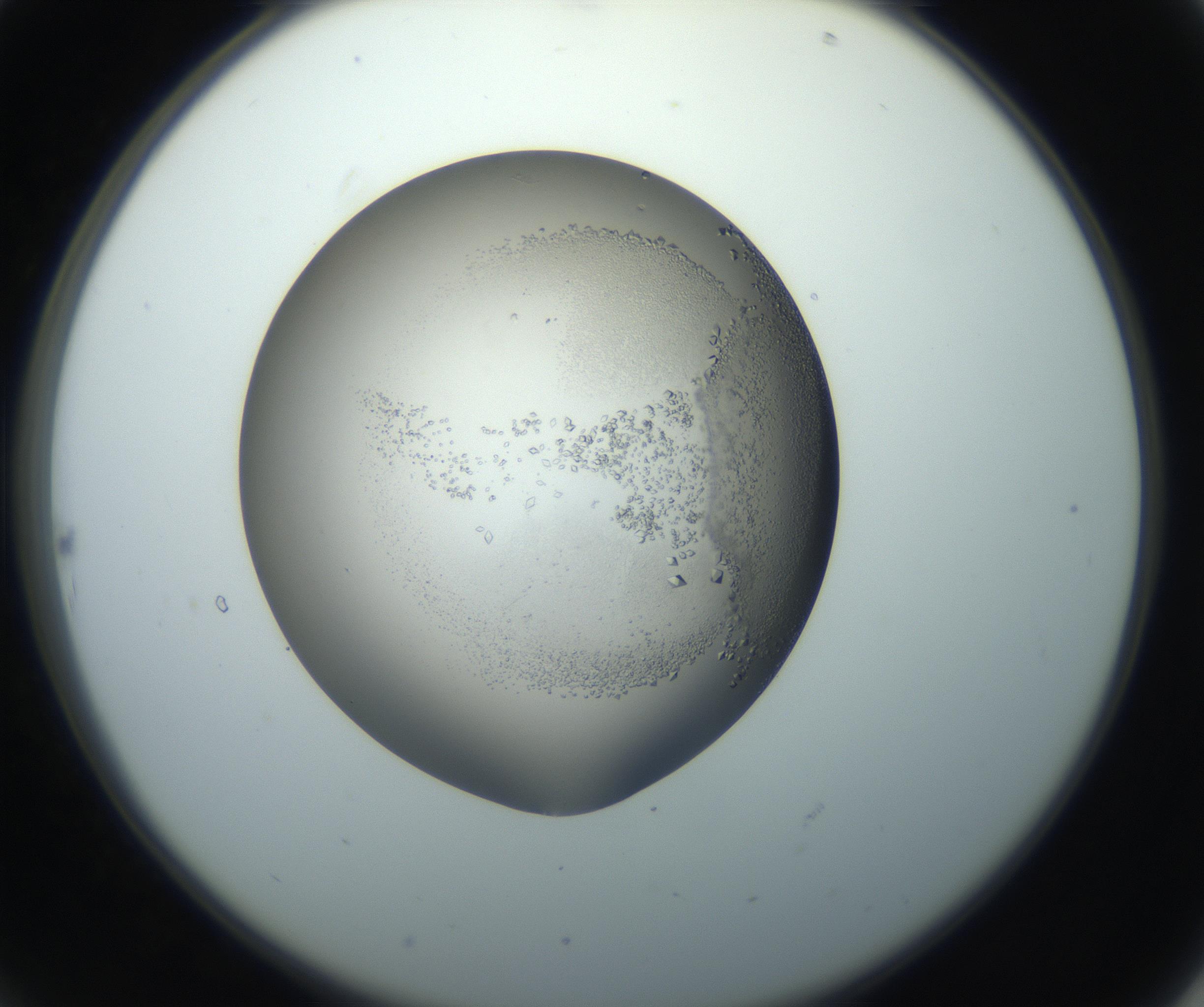 RI01_03_000_0212_Proj1_Clon1_MC_0000MC102862_002_161007_10_02_02_00_99_002_001_RAI.jpg