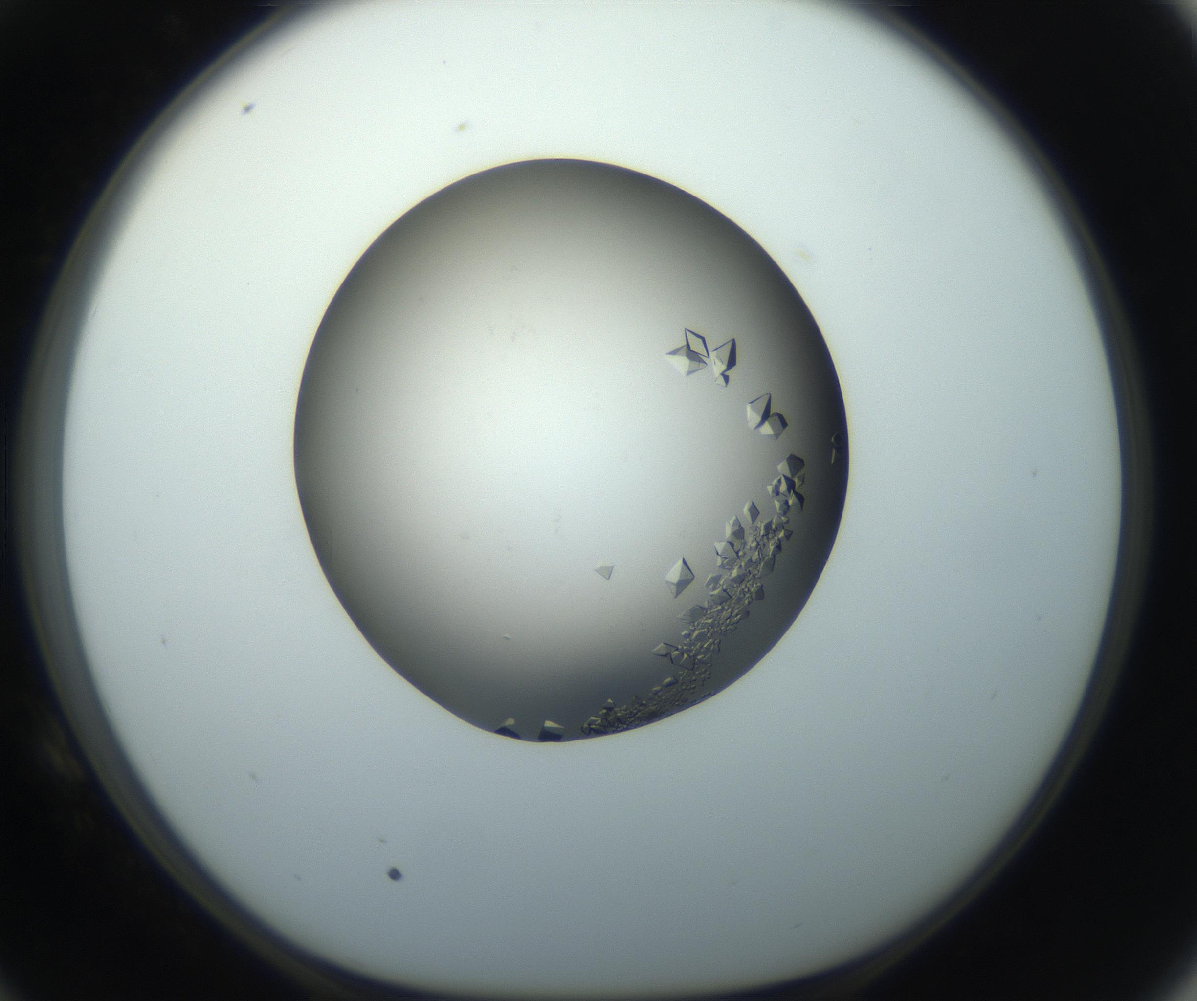 RI01_03_000_0212_Proj1_Clon1_MC_0000MC102862_002_161007_10_05_01_00_99_002_001_RAI.jpg