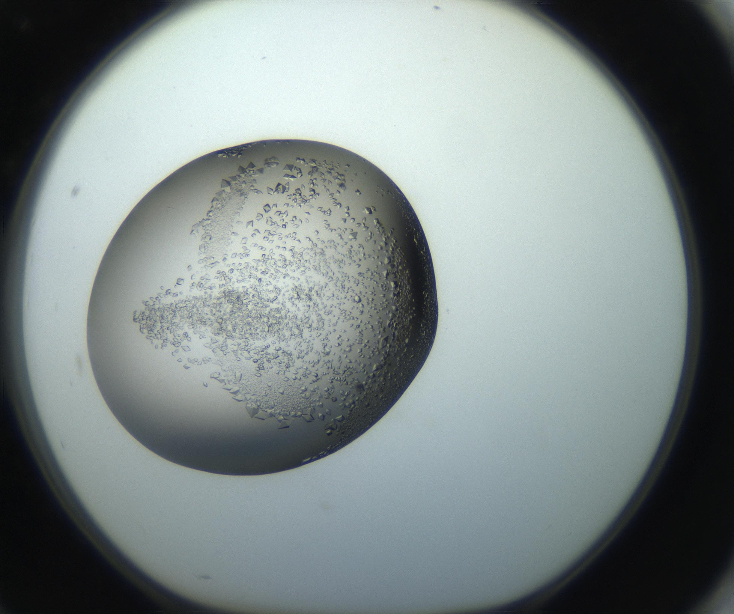 RI01_03_000_0212_Proj1_Clon1_MC_0000MC102862_002_161007_10_08_01_00_99_002_001_RAI.jpg