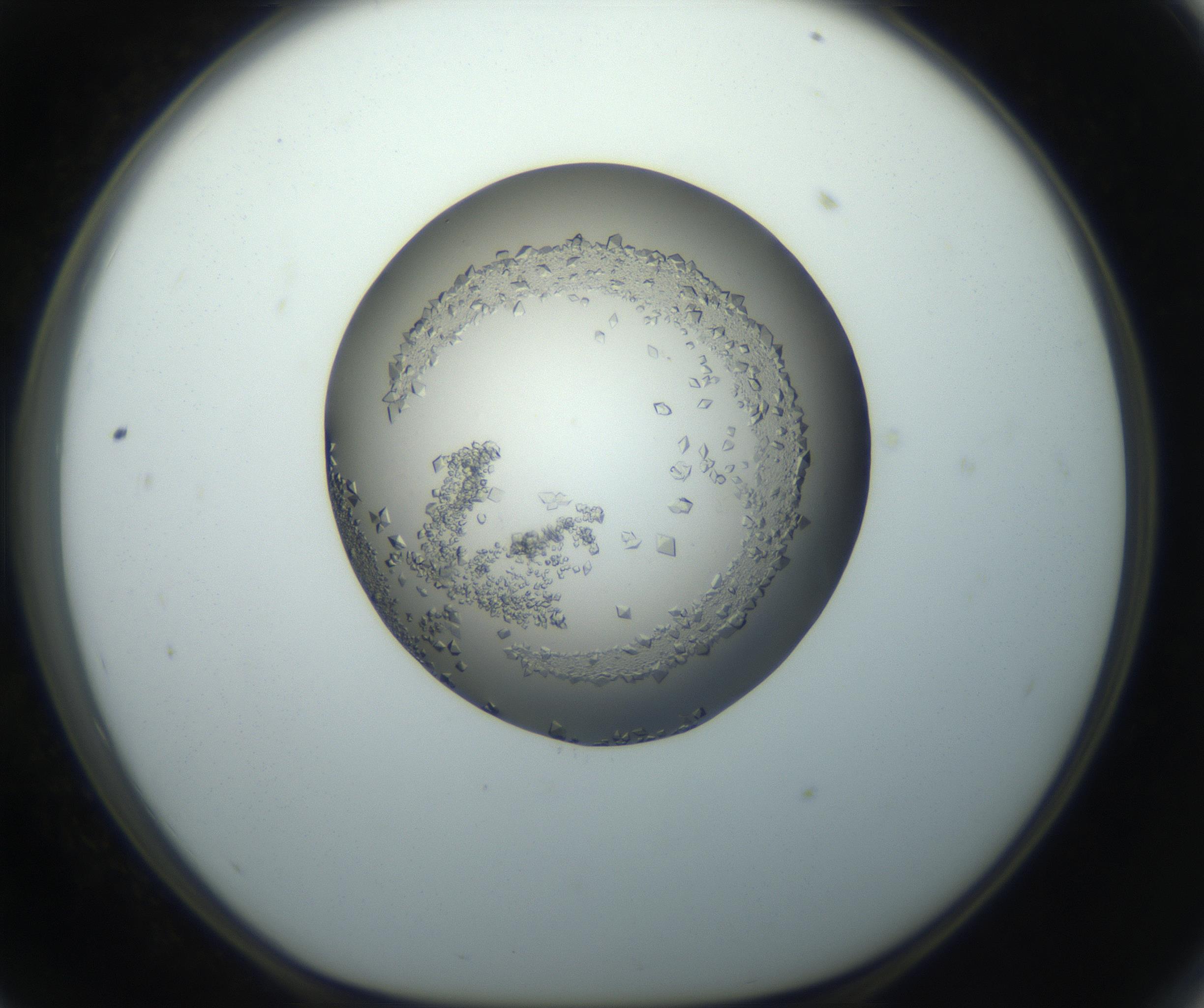 RI01_03_000_0212_Proj1_Clon1_MC_0000MC102862_002_161007_11_05_01_00_99_002_001_RAI.jpg