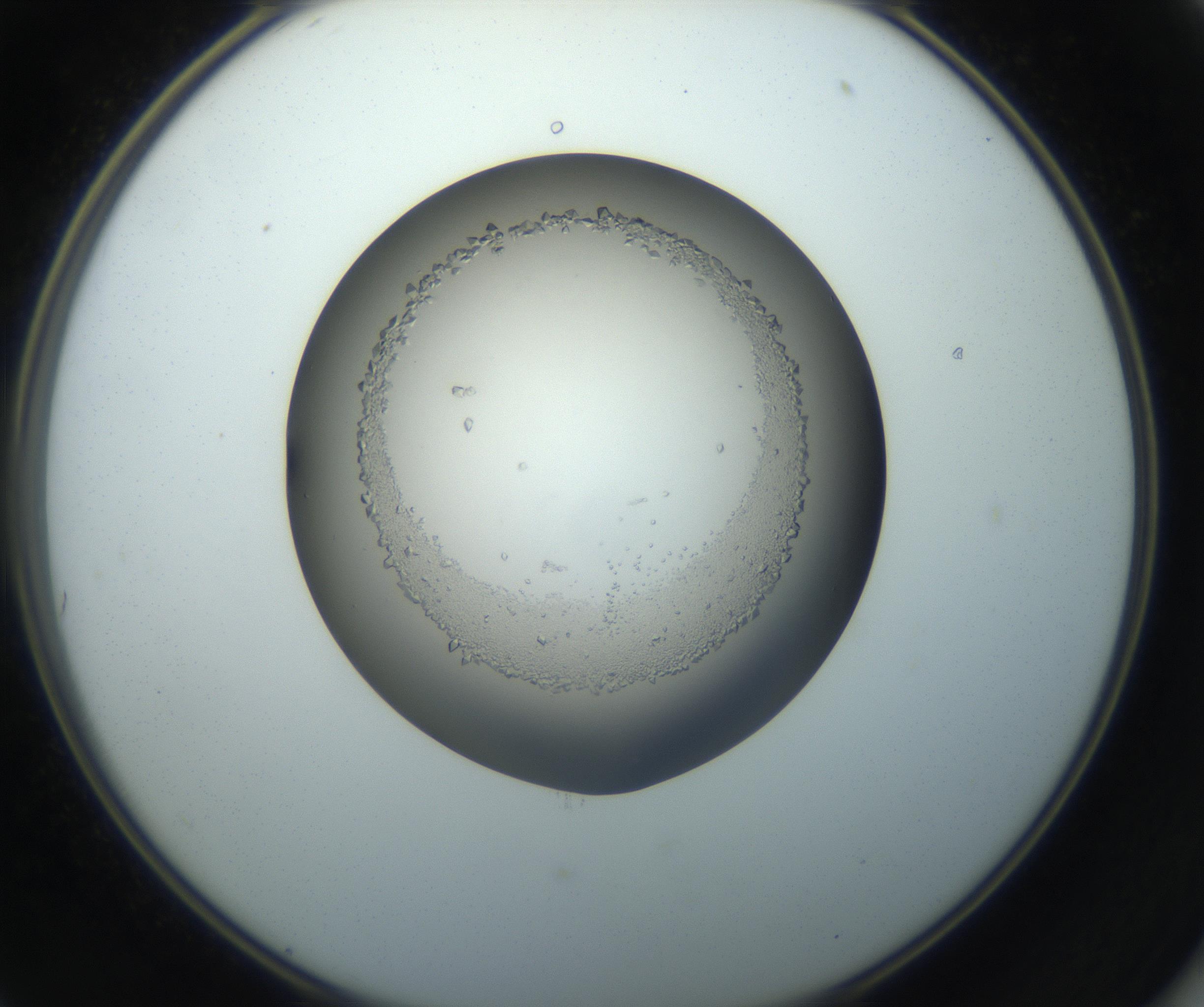 RI01_03_000_0212_Proj1_Clon1_MC_0000MC102862_002_161007_11_05_02_00_99_002_001_RAI.jpg