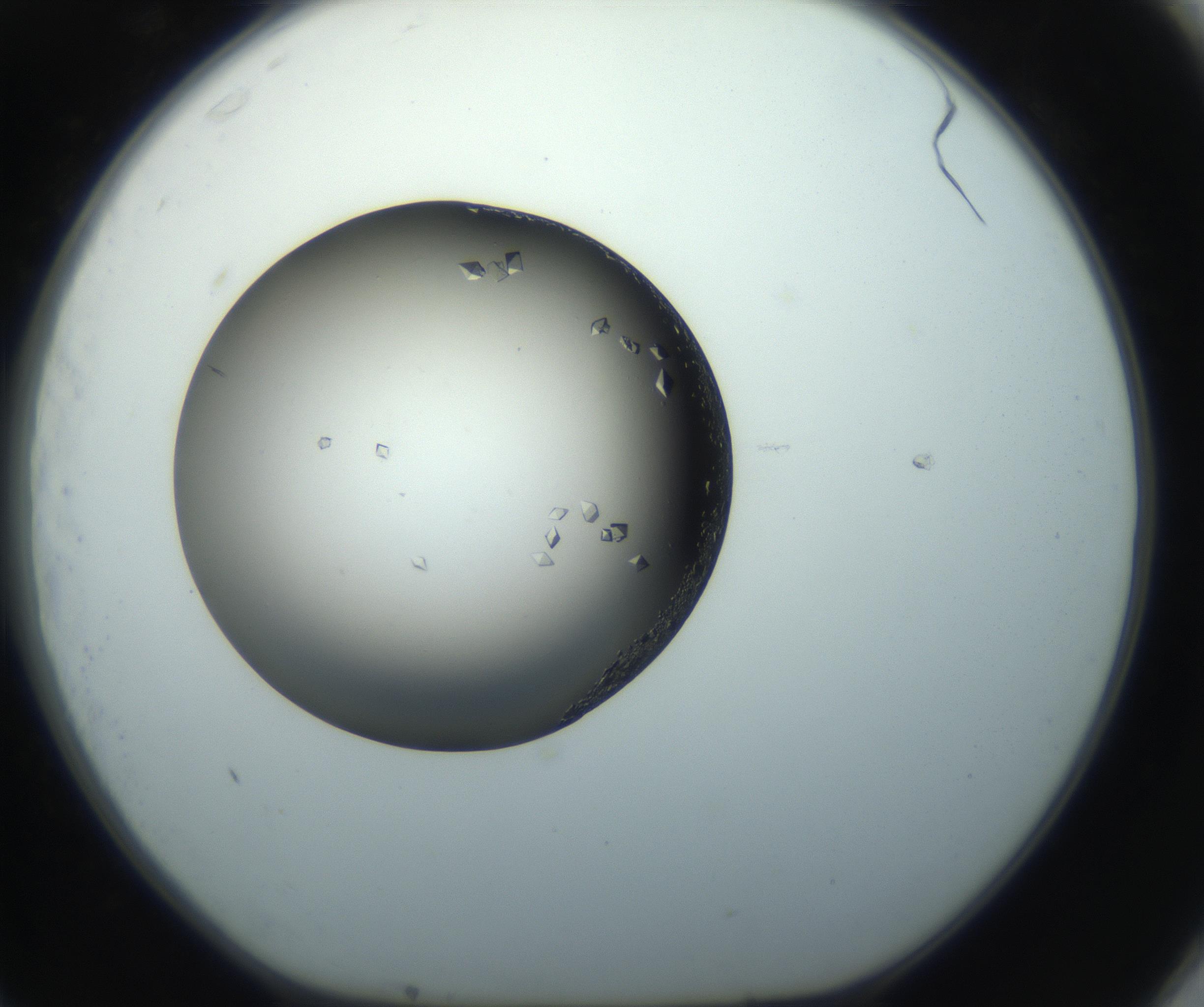 RI01_03_000_0212_Proj1_Clon1_MC_0000MC102862_002_161007_11_07_01_00_99_002_001_RAI.jpg