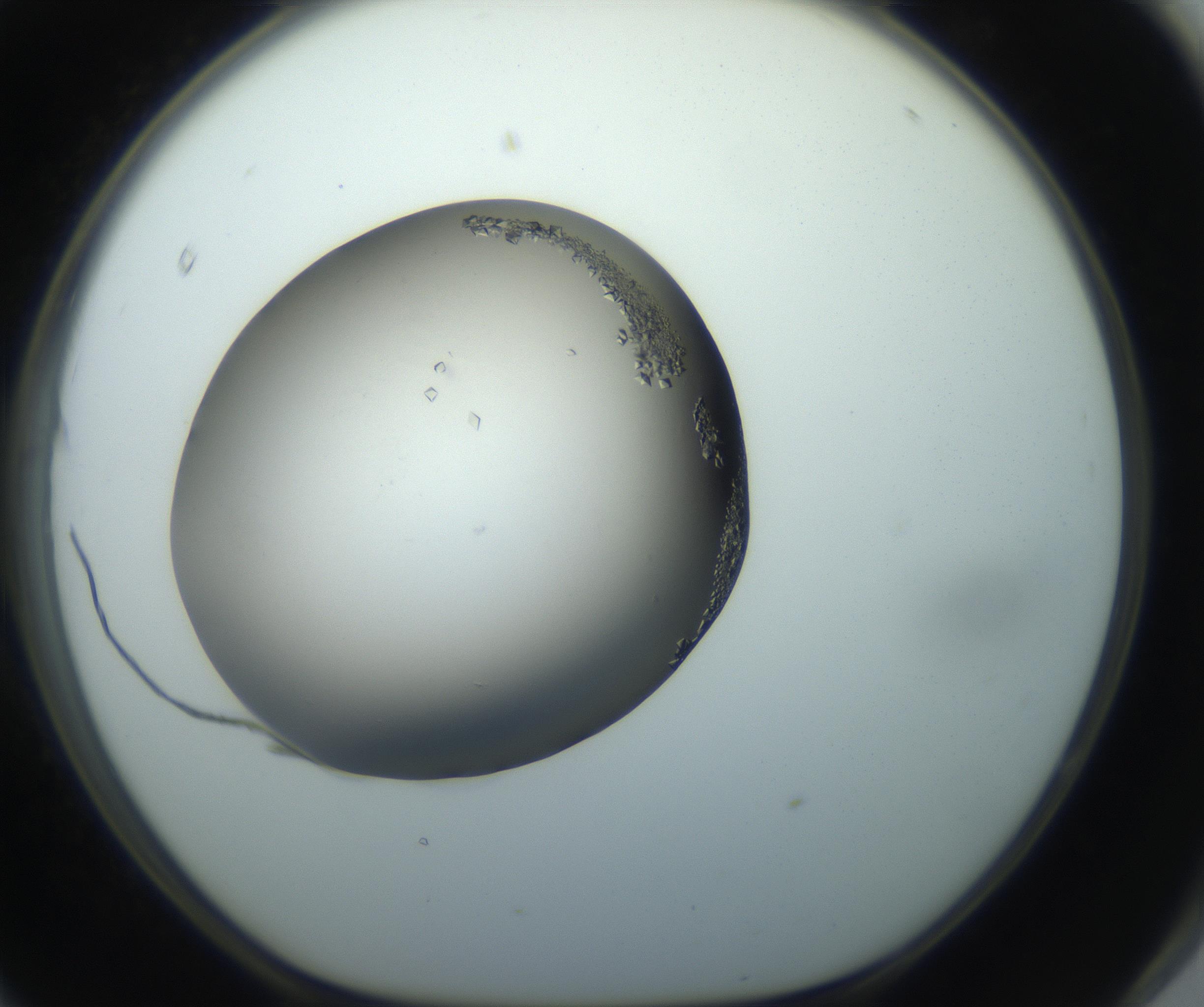 RI01_03_000_0212_Proj1_Clon1_MC_0000MC102862_002_161007_11_08_01_00_99_002_001_RAI.jpg