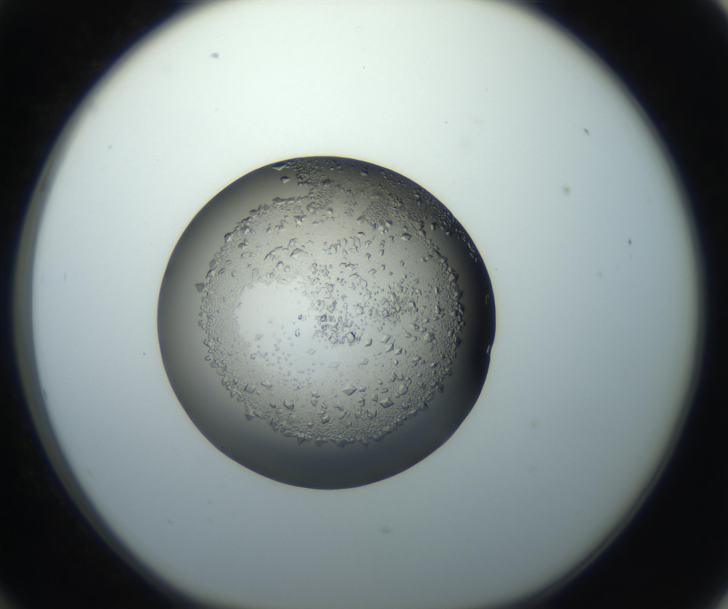 RI01_03_000_0212_Proj1_Clon1_MC_0000MC102862_002_161007_12_03_01_00_99_002_001_RAI.jpg