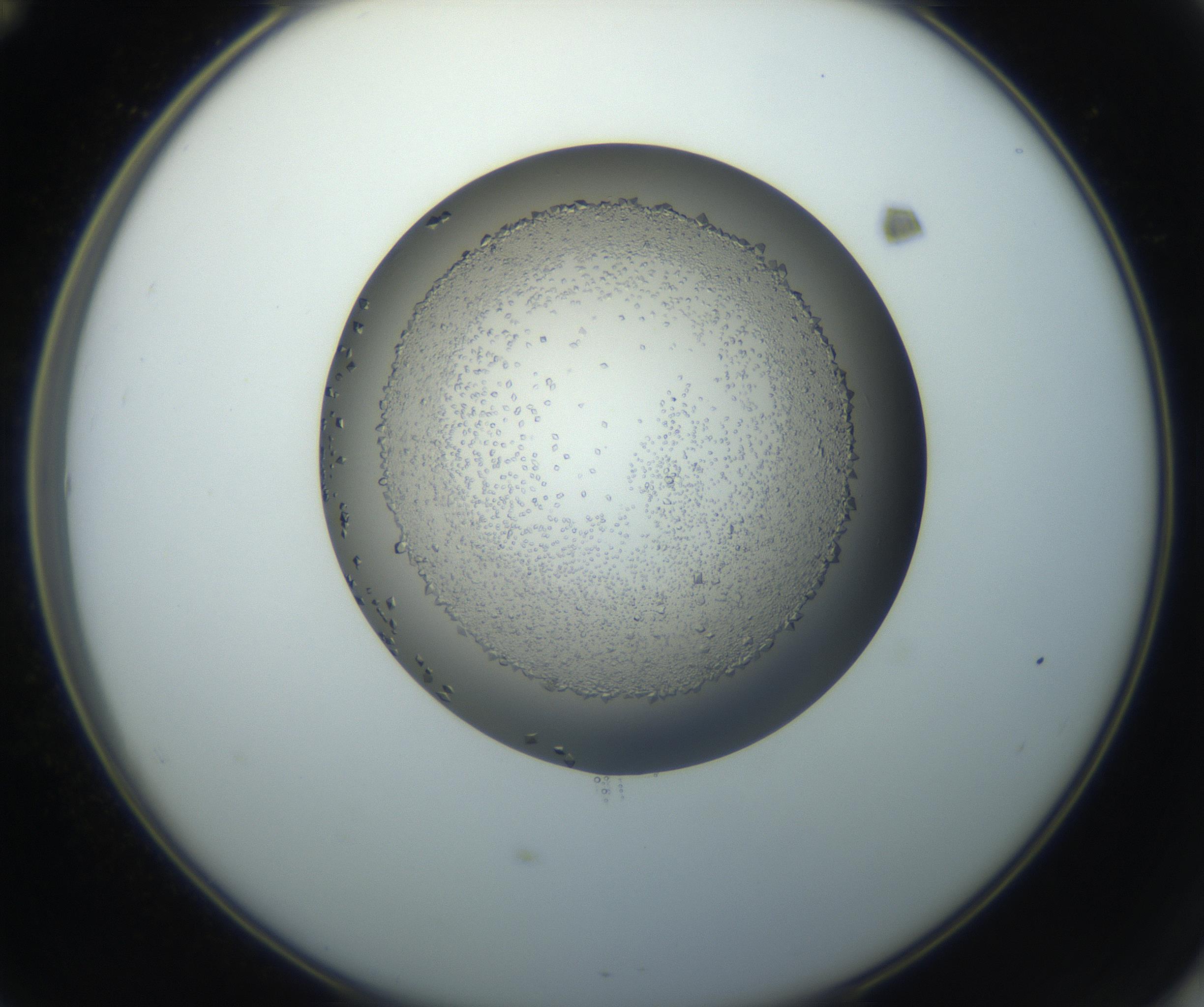 RI01_03_000_0212_Proj1_Clon1_MC_0000MC102862_002_161007_12_05_02_00_99_002_001_RAI.jpg