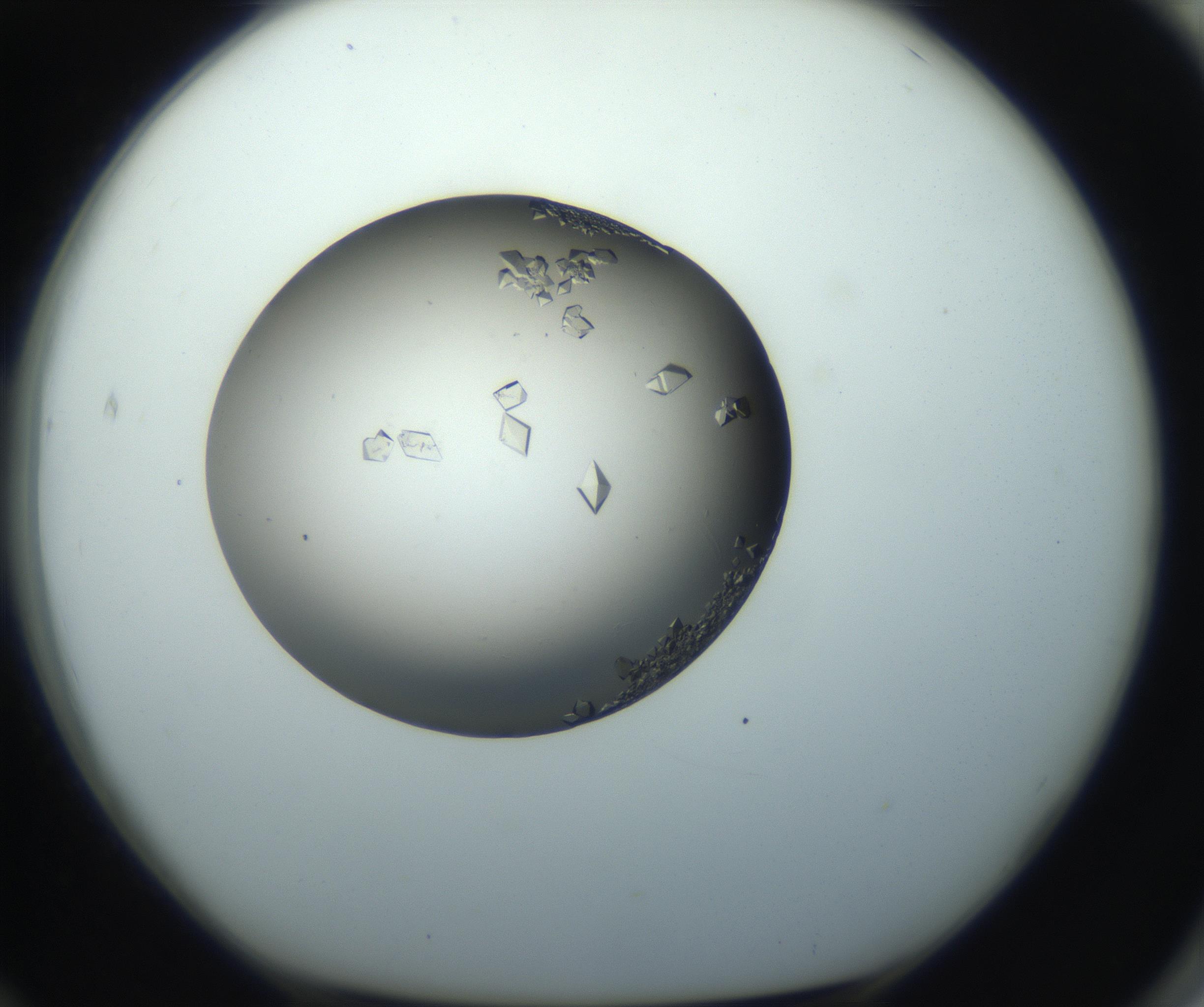 RI01_03_000_0212_Proj1_Clon1_MC_0000MC102862_002_161007_12_07_01_00_99_002_001_RAI.jpg