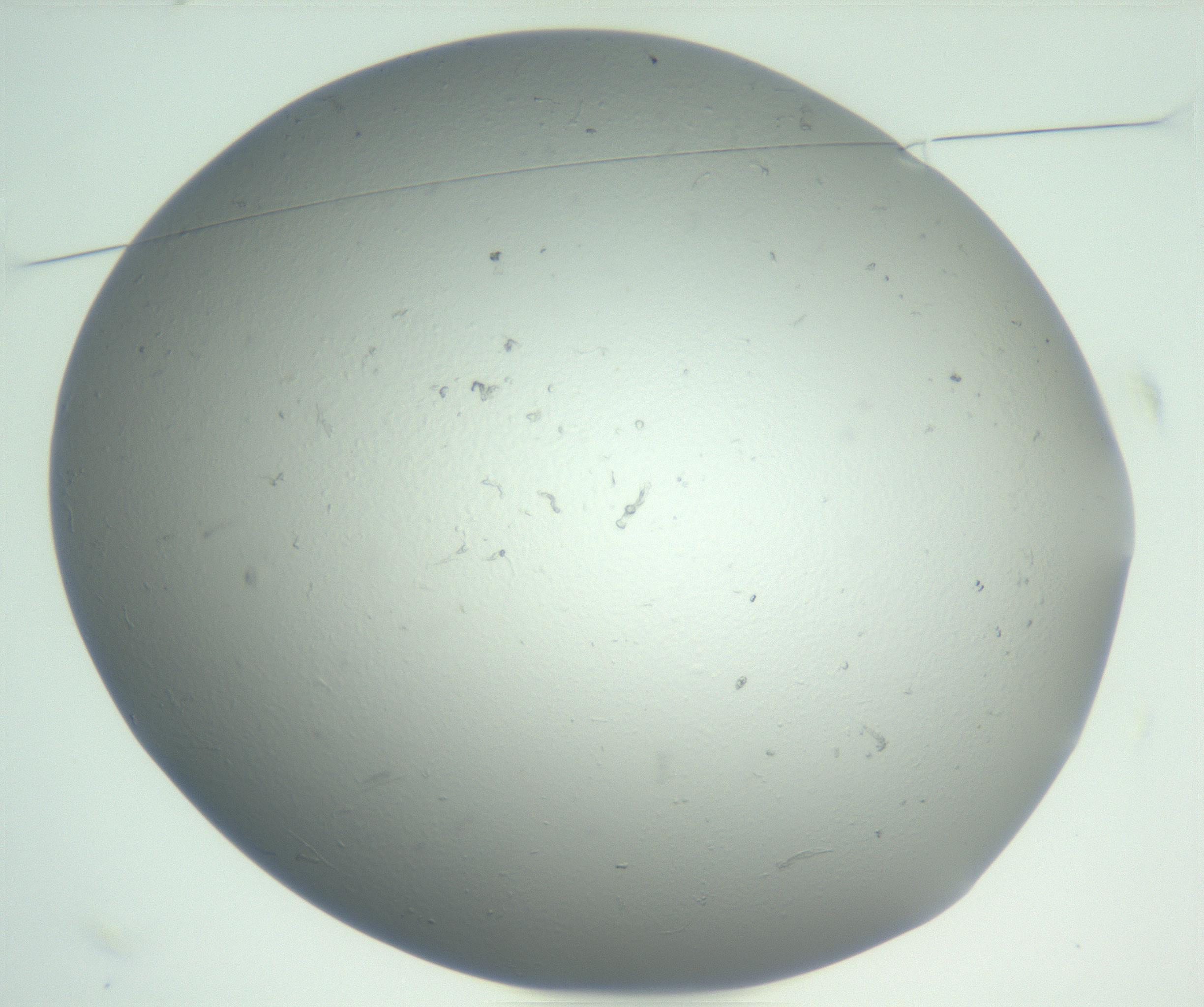 RI01_03_000_0212_Proj1_Clon1_MC_0000MC102864_003_161022_01_01_01_00_99_002_001_RAI.jpg