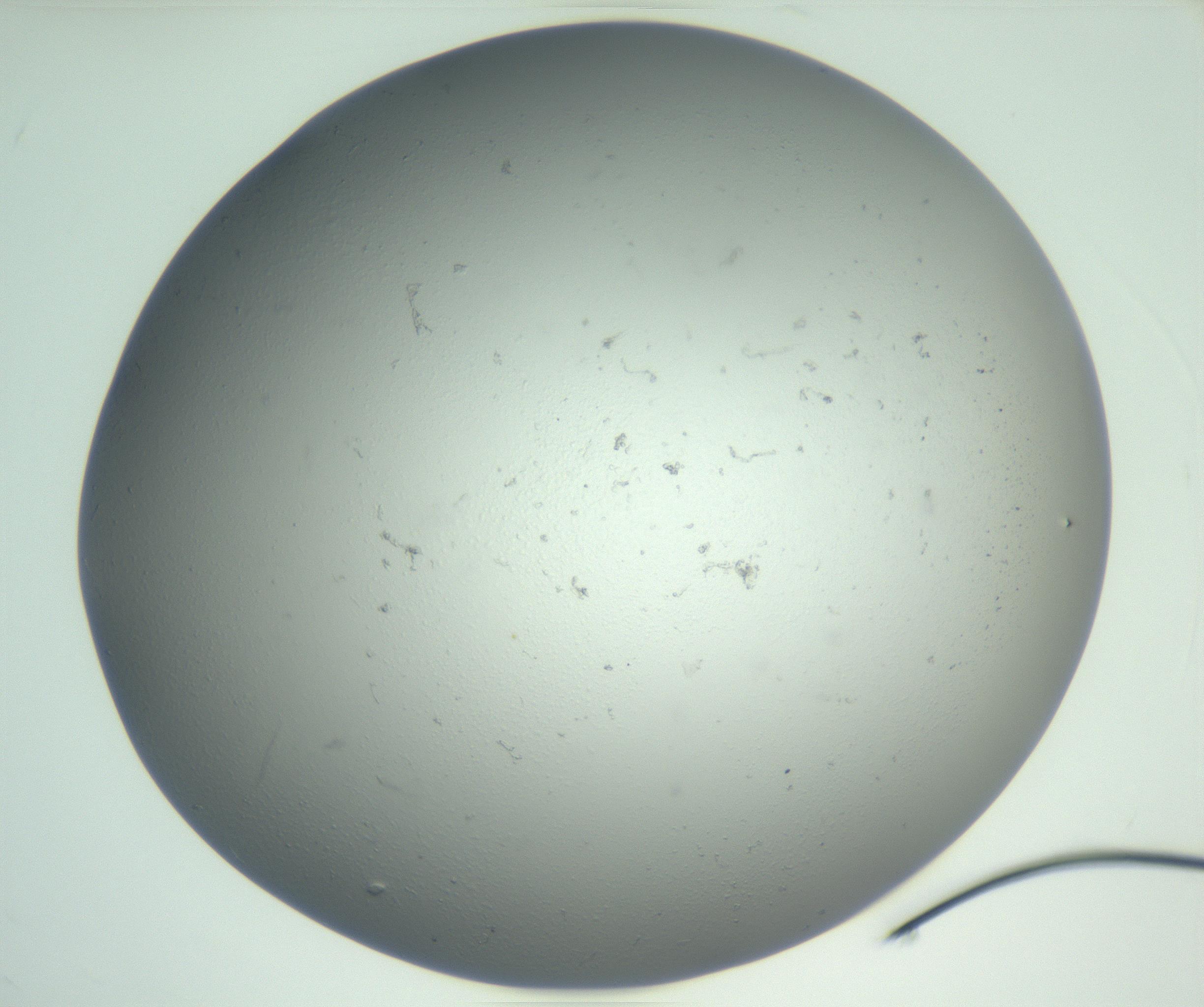 RI01_03_000_0212_Proj1_Clon1_MC_0000MC102864_003_161022_01_01_02_00_99_002_001_RAI.jpg