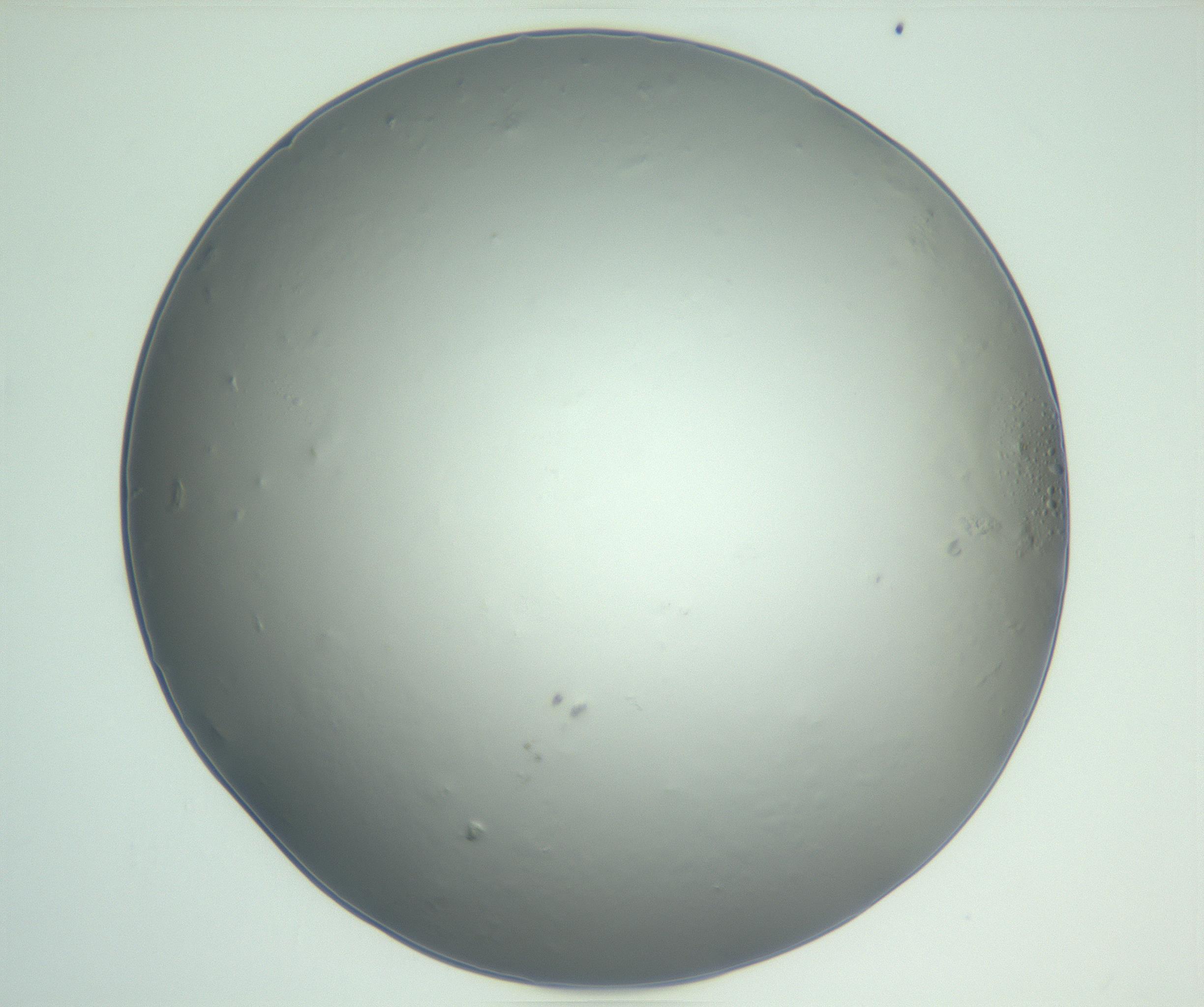 RI01_03_000_0212_Proj1_Clon1_MC_0000MC102864_003_161022_02_04_01_00_99_002_001_RAI.jpg