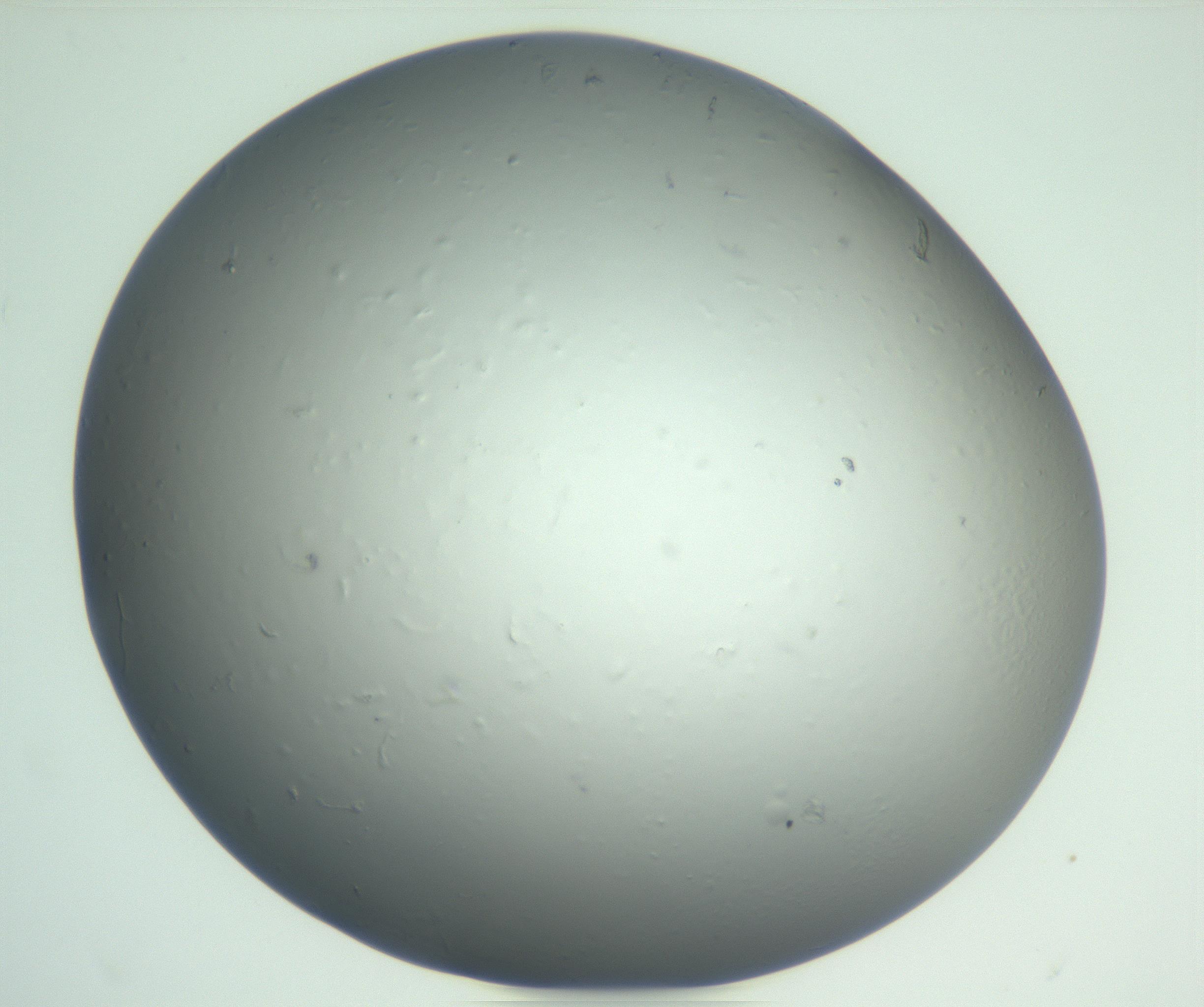 RI01_03_000_0212_Proj1_Clon1_MC_0000MC102864_003_161022_02_05_01_00_99_002_001_RAI.jpg
