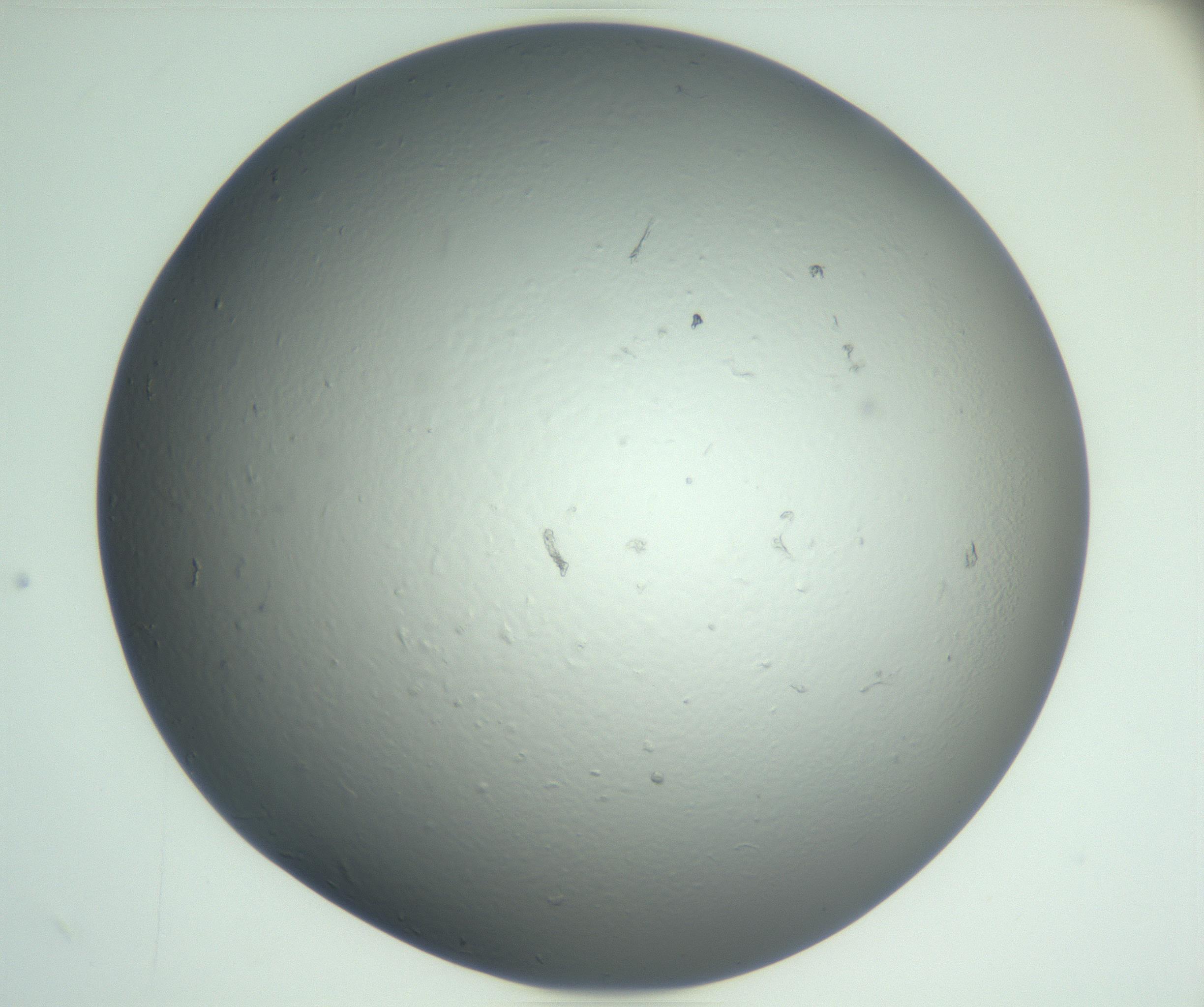 RI01_03_000_0212_Proj1_Clon1_MC_0000MC102864_003_161022_02_05_02_00_99_002_001_RAI.jpg