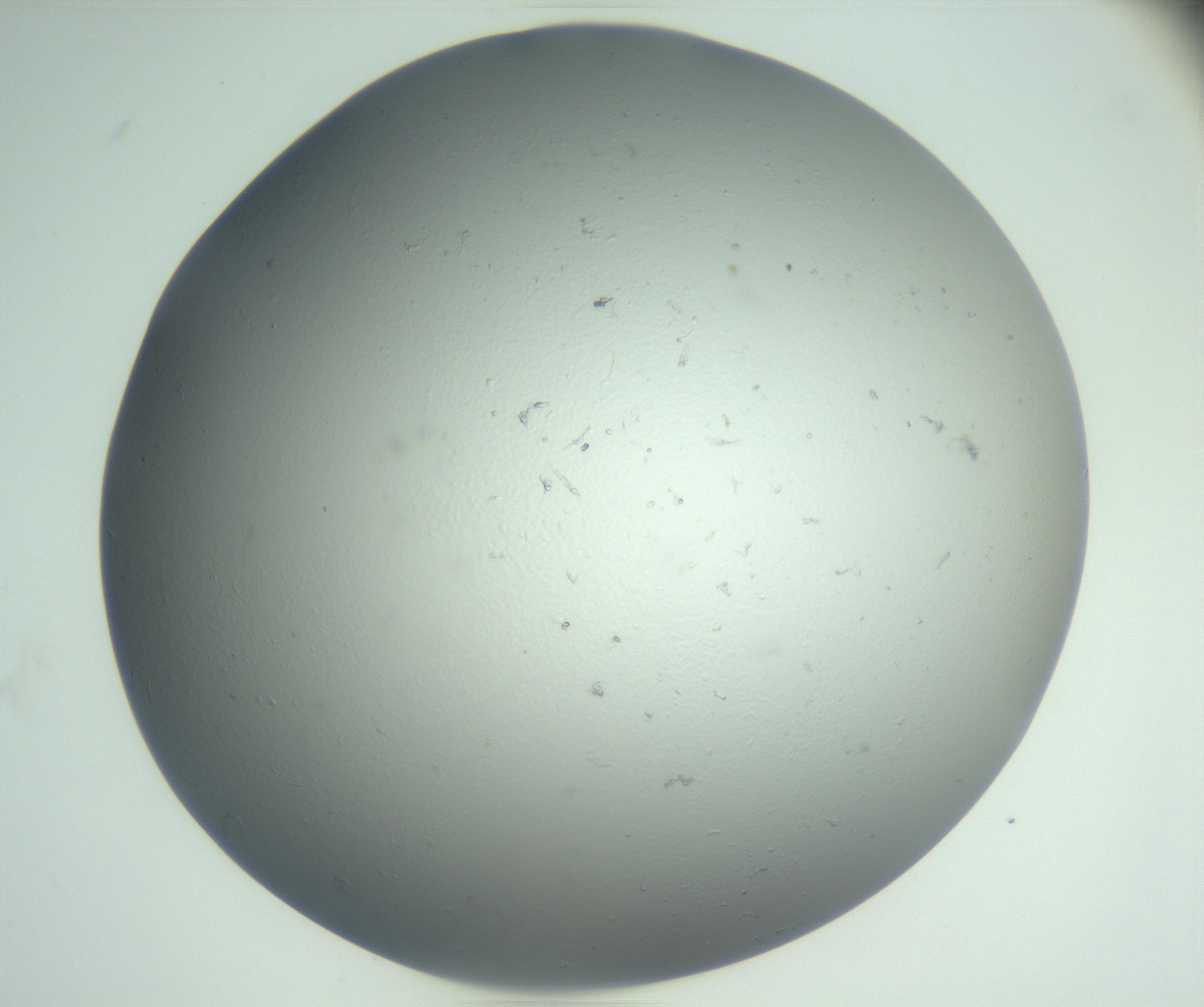 RI01_03_000_0212_Proj1_Clon1_MC_0000MC102864_003_161022_02_06_02_00_99_002_001_RAI.jpg