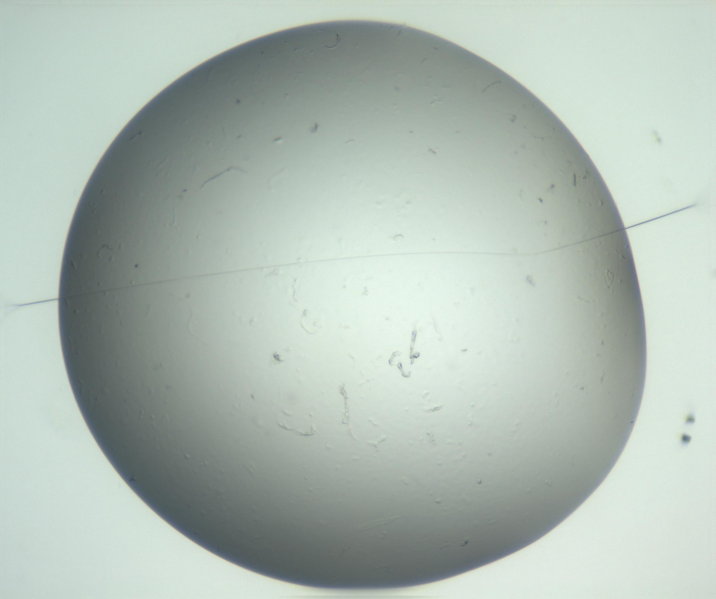 RI01_03_000_0212_Proj1_Clon1_MC_0000MC102864_003_161022_03_01_01_00_99_002_001_RAI.jpg