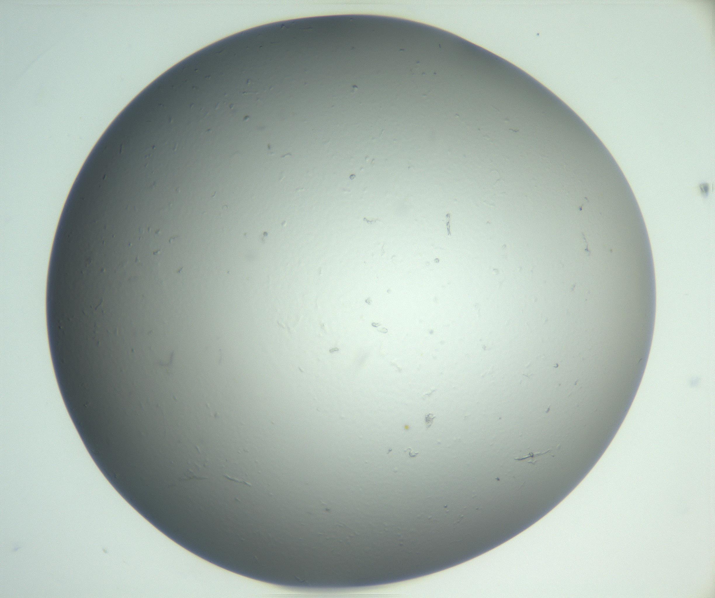 RI01_03_000_0212_Proj1_Clon1_MC_0000MC102864_003_161022_03_01_02_00_99_002_001_RAI.jpg