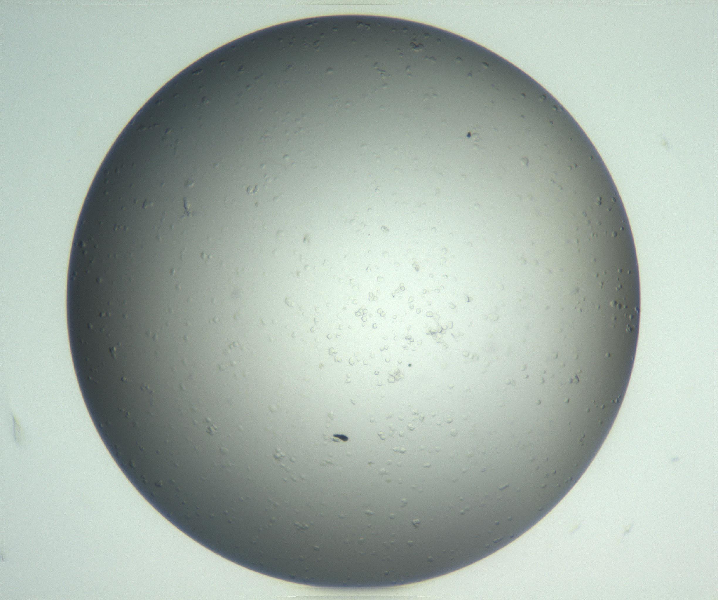 RI01_03_000_0212_Proj1_Clon1_MC_0000MC102864_003_161022_04_01_02_00_99_002_001_RAI.jpg