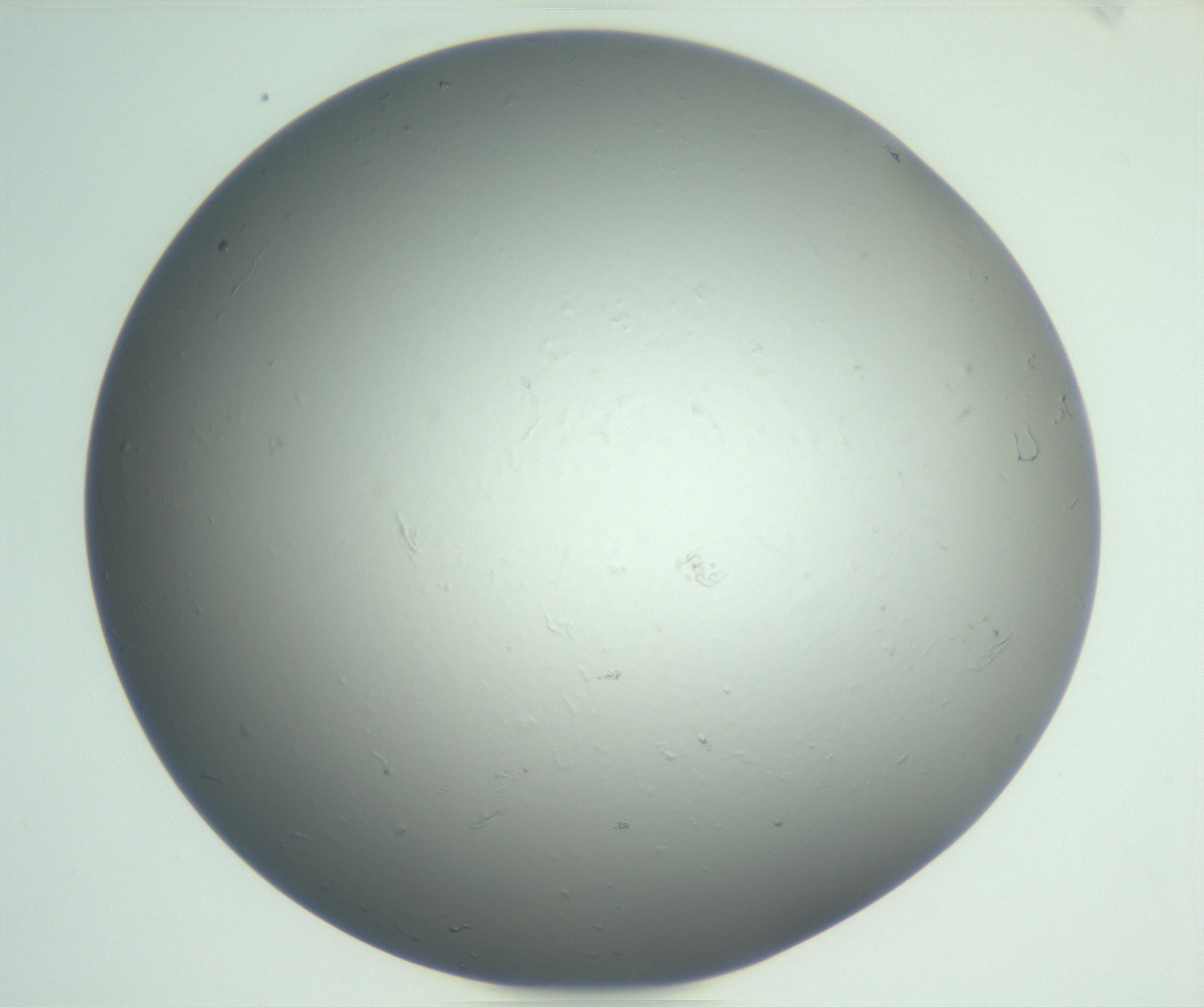 RI01_03_000_0212_Proj1_Clon1_MC_0000MC102864_003_161022_04_04_01_00_99_002_001_RAI.jpg