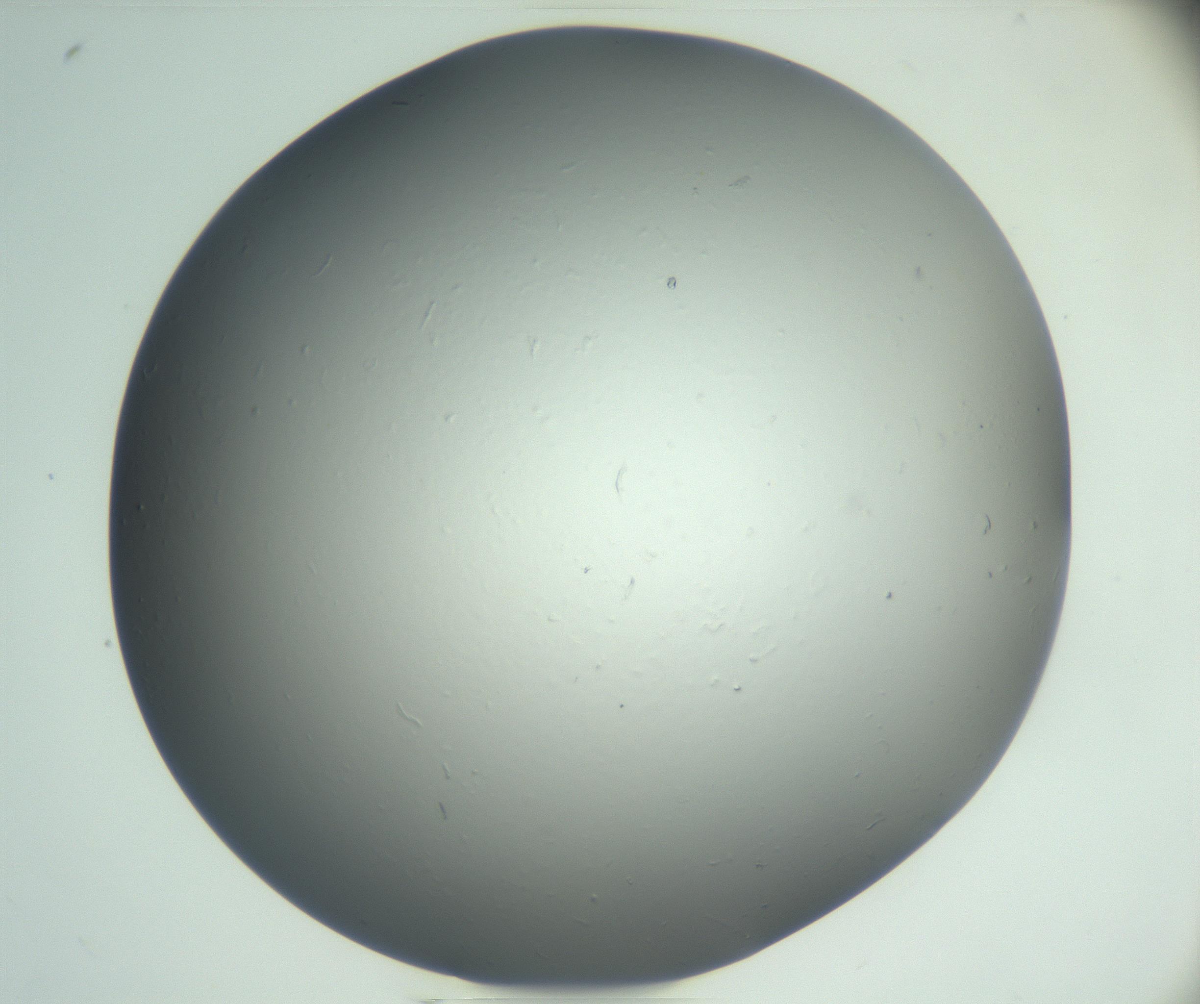 RI01_03_000_0212_Proj1_Clon1_MC_0000MC102864_003_161022_04_04_02_00_99_002_001_RAI.jpg