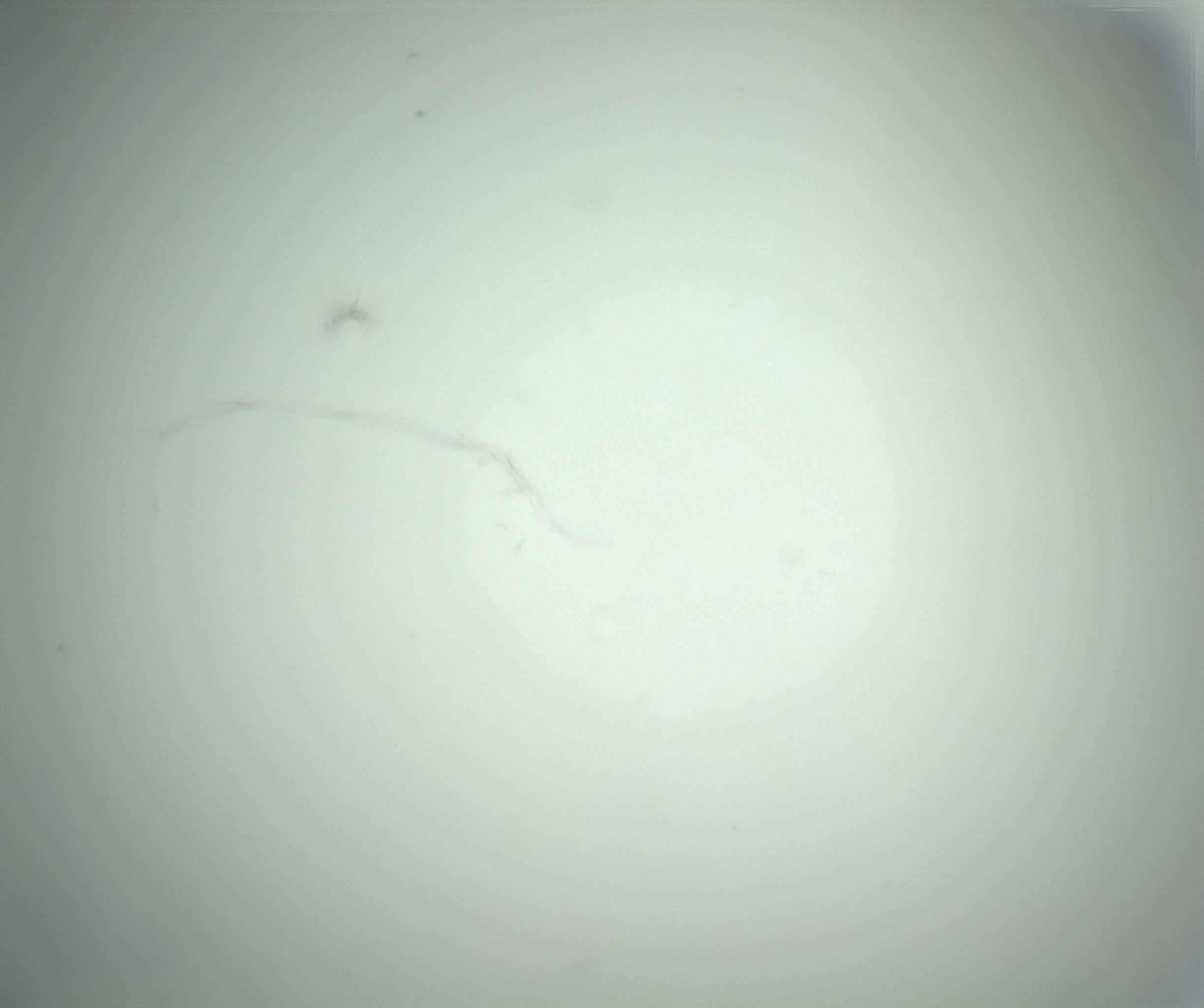 RI01_03_000_0212_Proj1_Clon1_MC_0000MC102864_003_161022_04_05_01_00_99_002_001_RAI.jpg